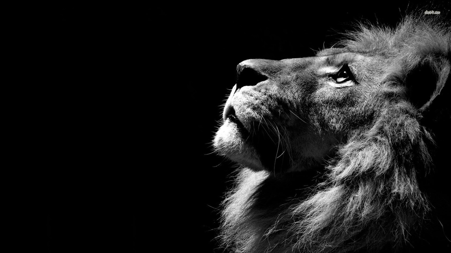 Leone, Profilo, Bianco e nero, Sfondo nero, Full HD, wallpaper per computer