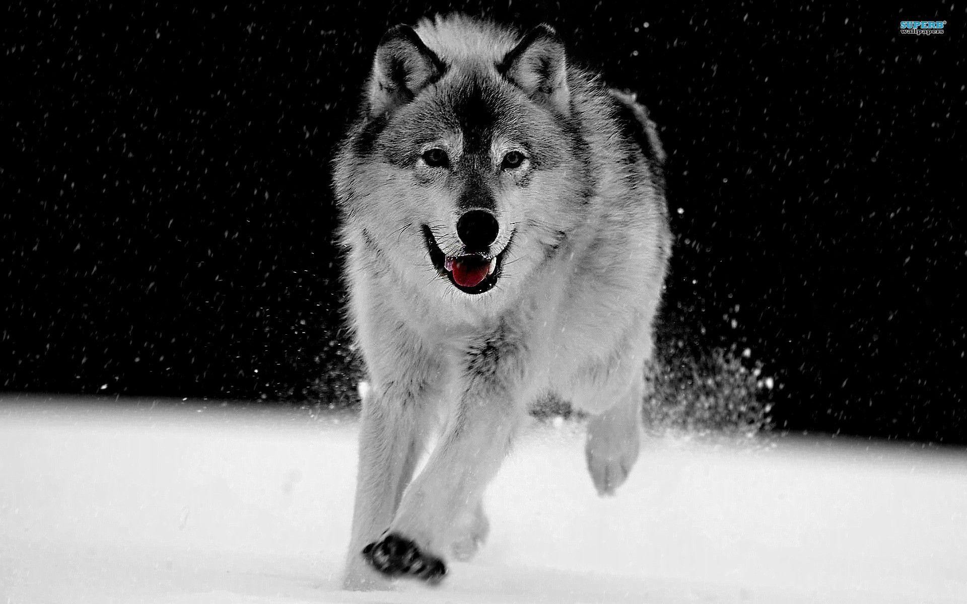 Lupo grigio, Corsa, Neve, Notte, Full HD, sfondo desktop