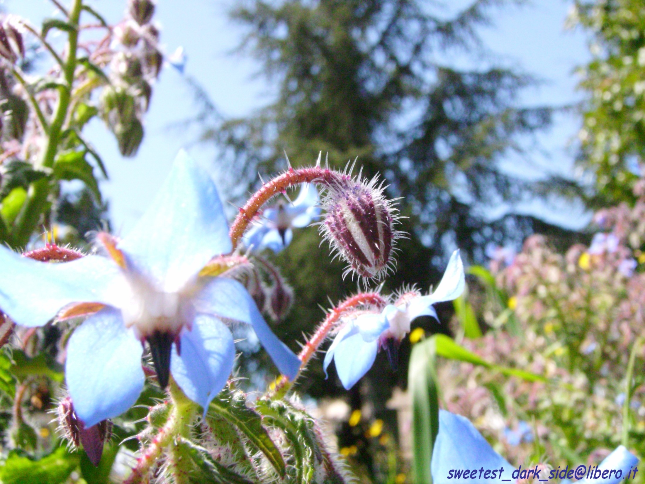 Borragine, Fiori azzurri, Macro, sfondo per il tuo desktop