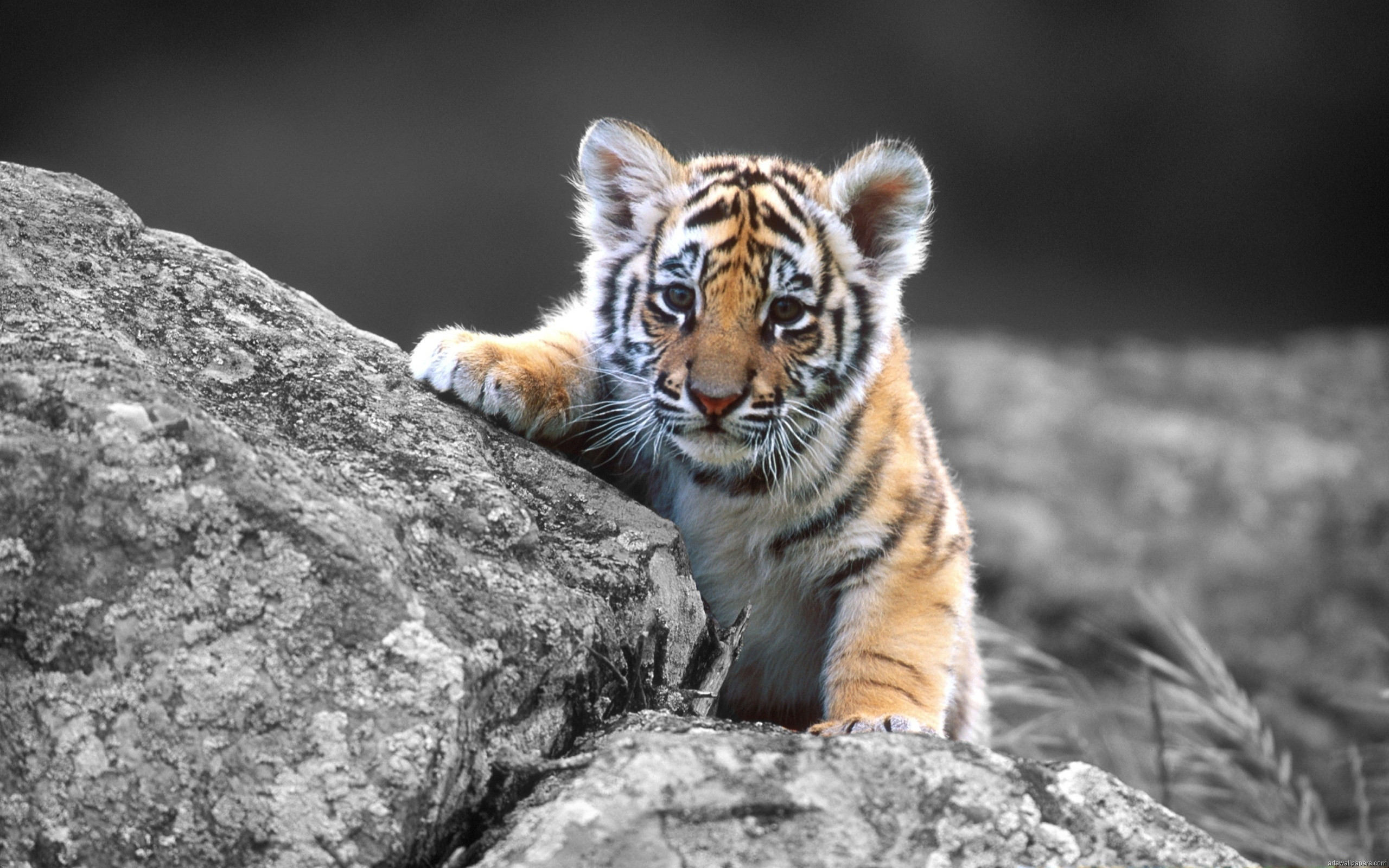 Cucciolo di tigre, Tigre, Roccia, Colore selettivo, 2K, sfondo per il tuo desktop