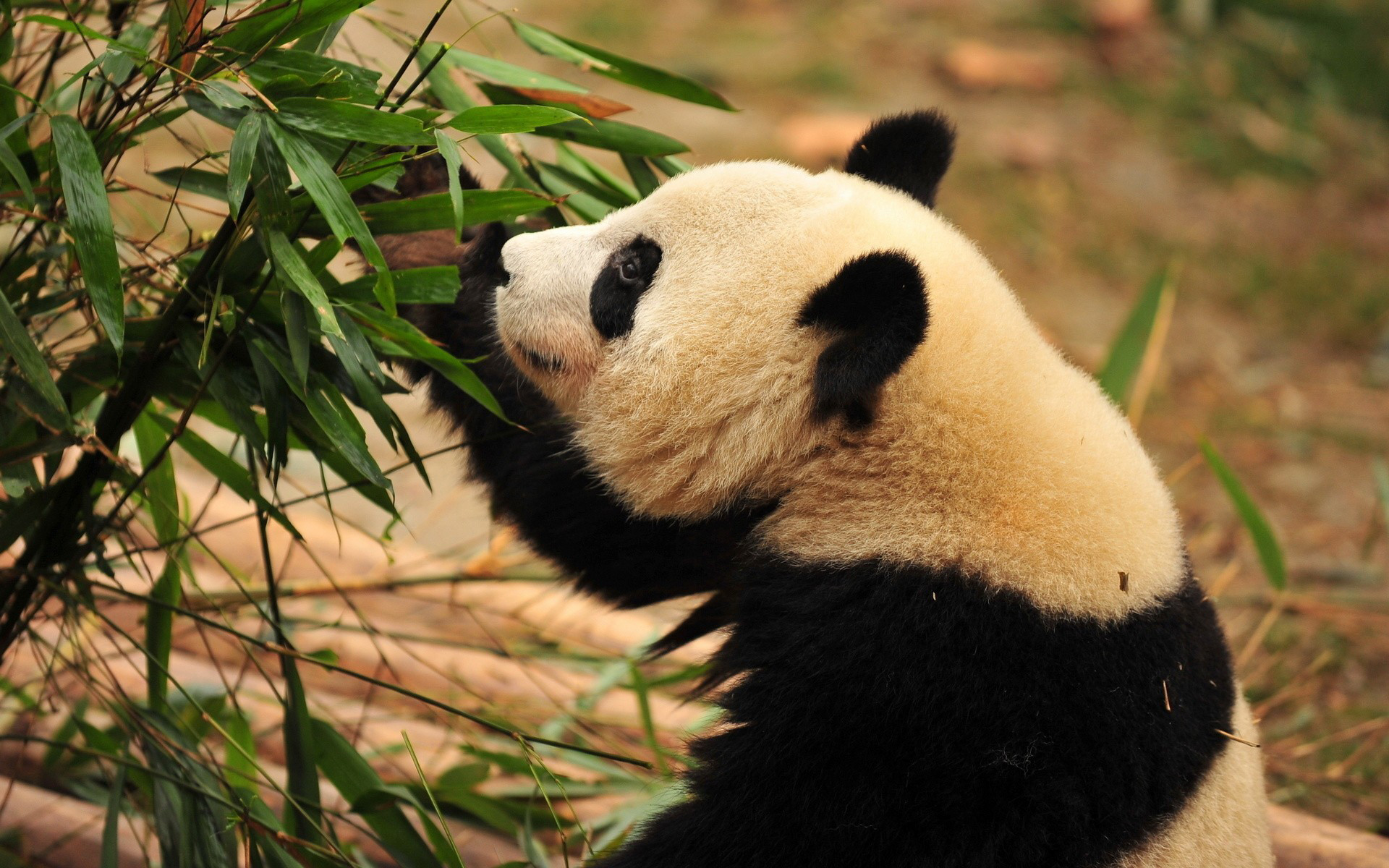 Panda gigante, Bambù, Foglie, 1920x1200, sfondo per PC