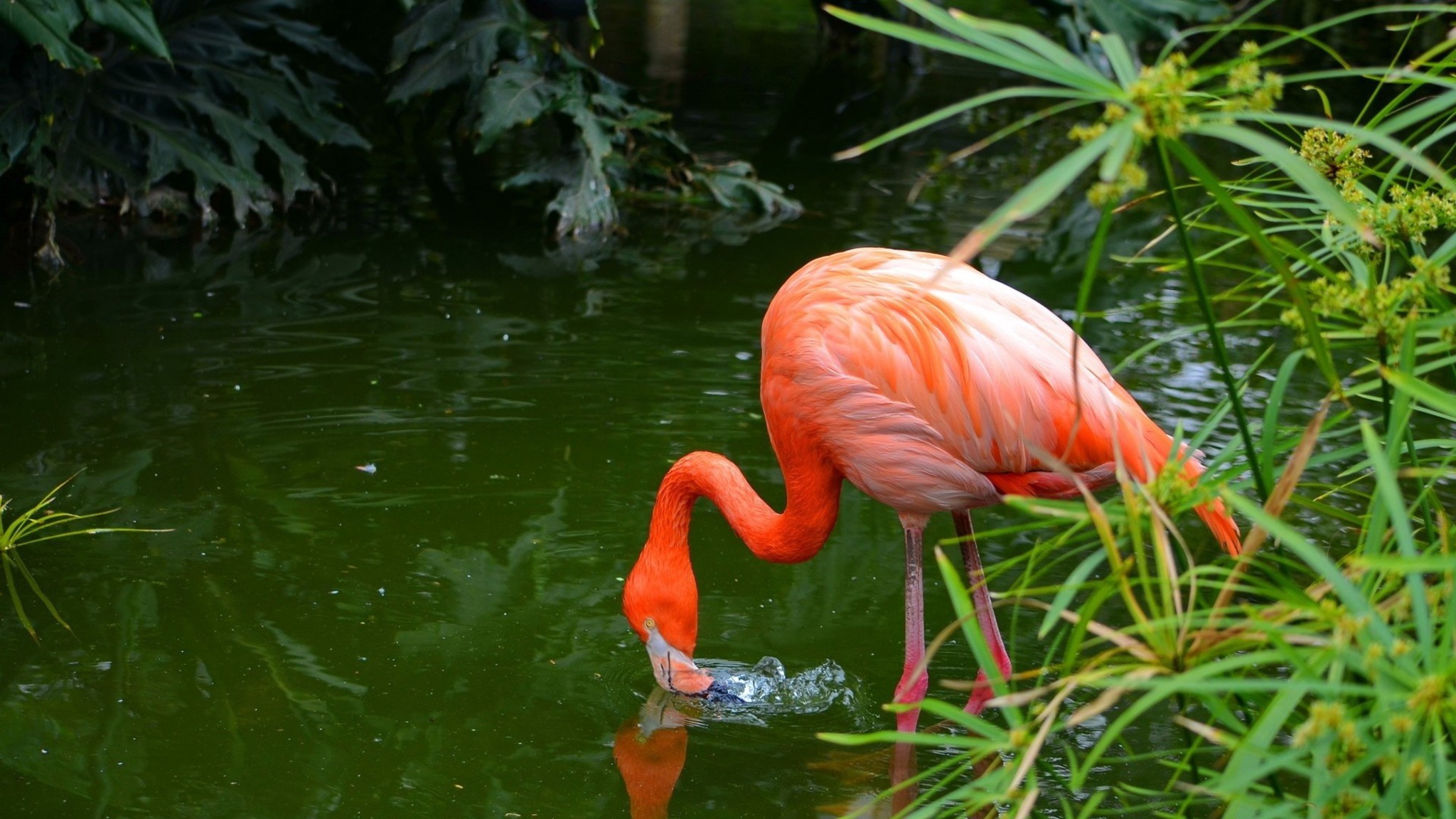 Fenicottero, Stagno, Vegetazione, Mentre beve, 16:9 Full HD, sfondo widescreen