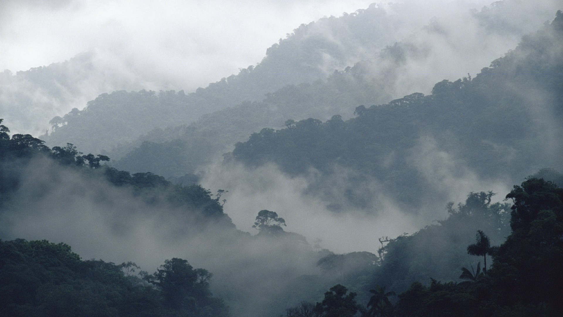 Foresta, Nebbia, Colline, Bianco e nero, 1920x1080, immagine di sfondo