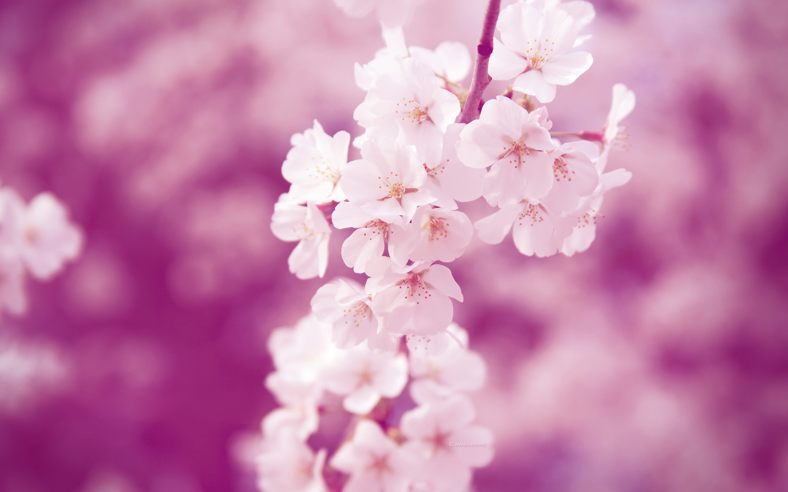 Fiori di ciliegio, Sakura, Bokeh, Rosa, 2K, sfondo per portatile