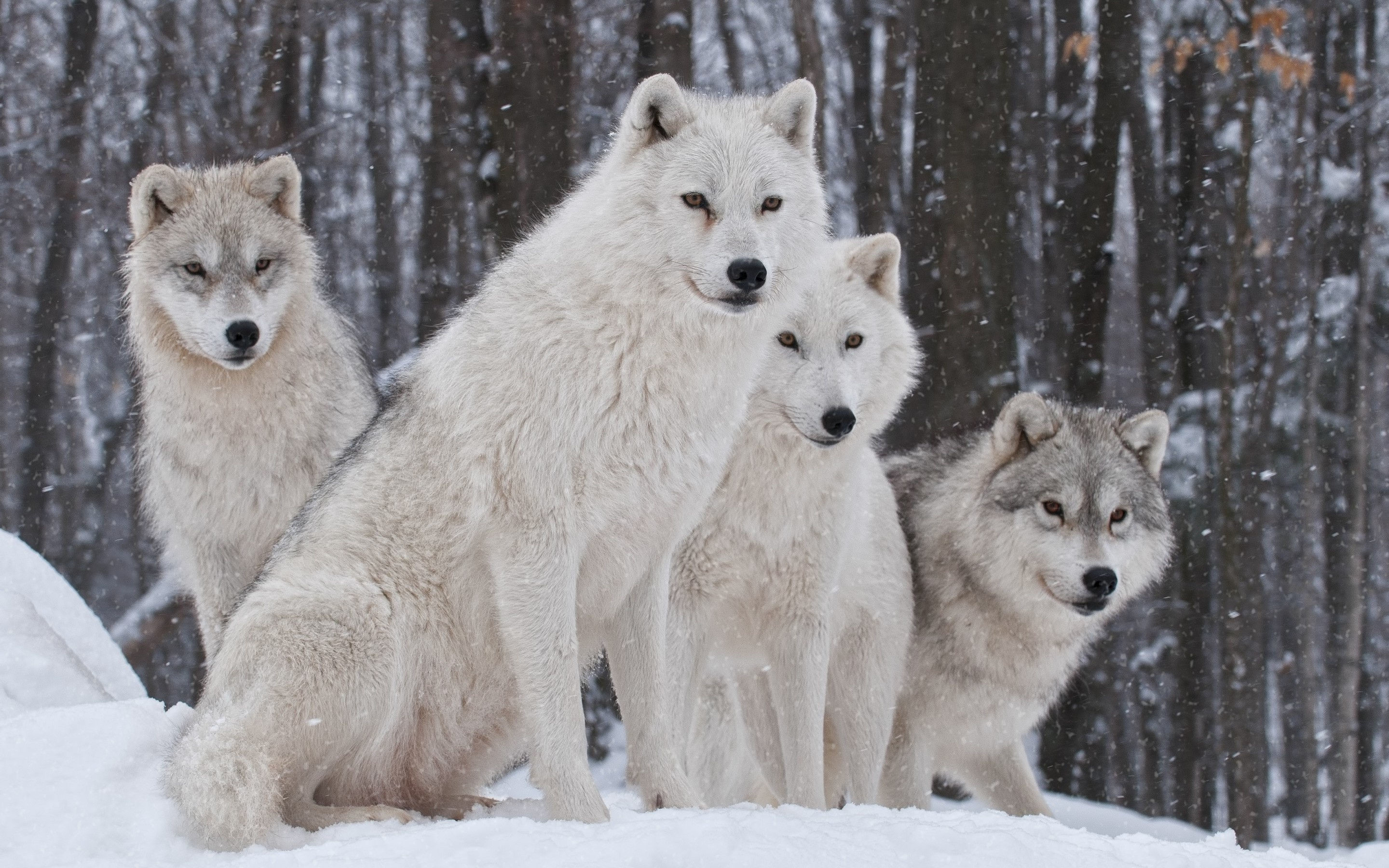 Lupi artici, Branco di lupi, Neve, 2880x1800, sfondo per PC