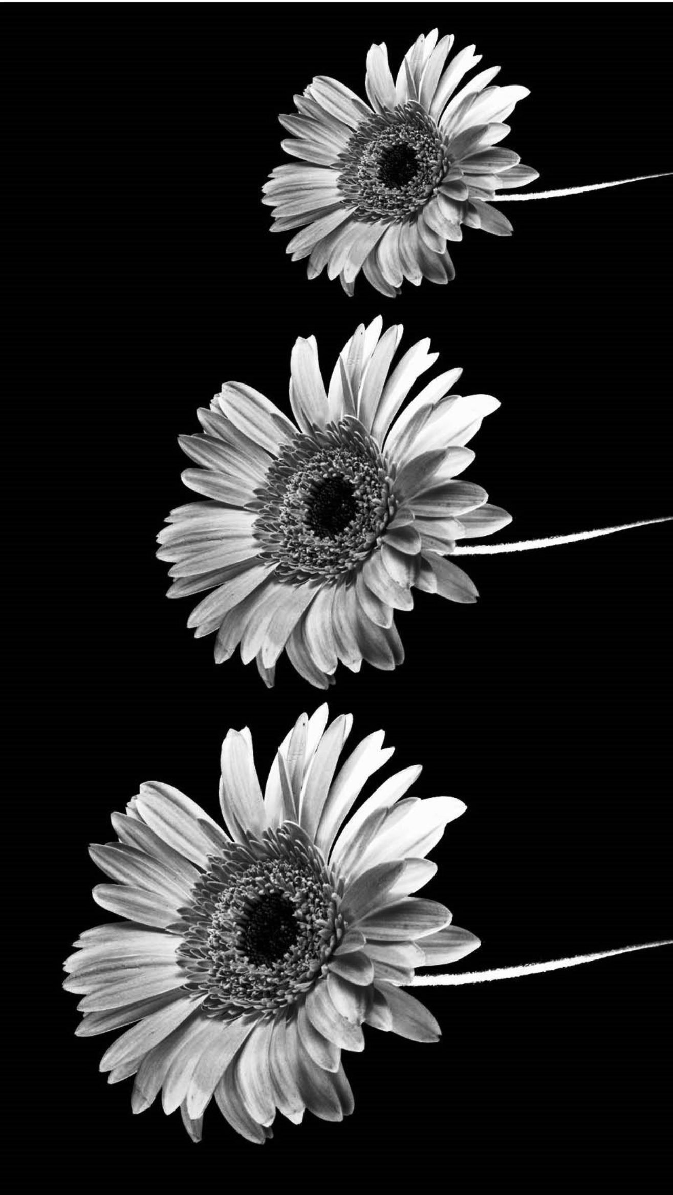 Gerbere, Fiori, Bianco e nero, Sfondo nero, schermata Home iPhone