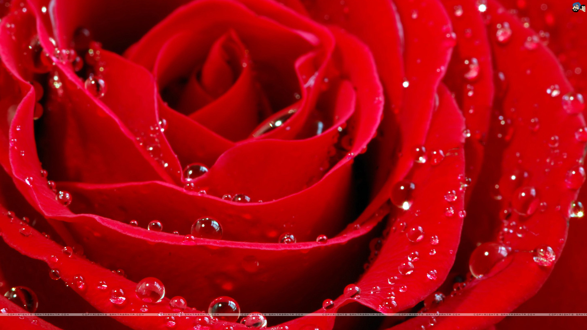 Rosa rossa, Gocce d'acqua, Macro, Petali, 1920x1080, sfondo per PC