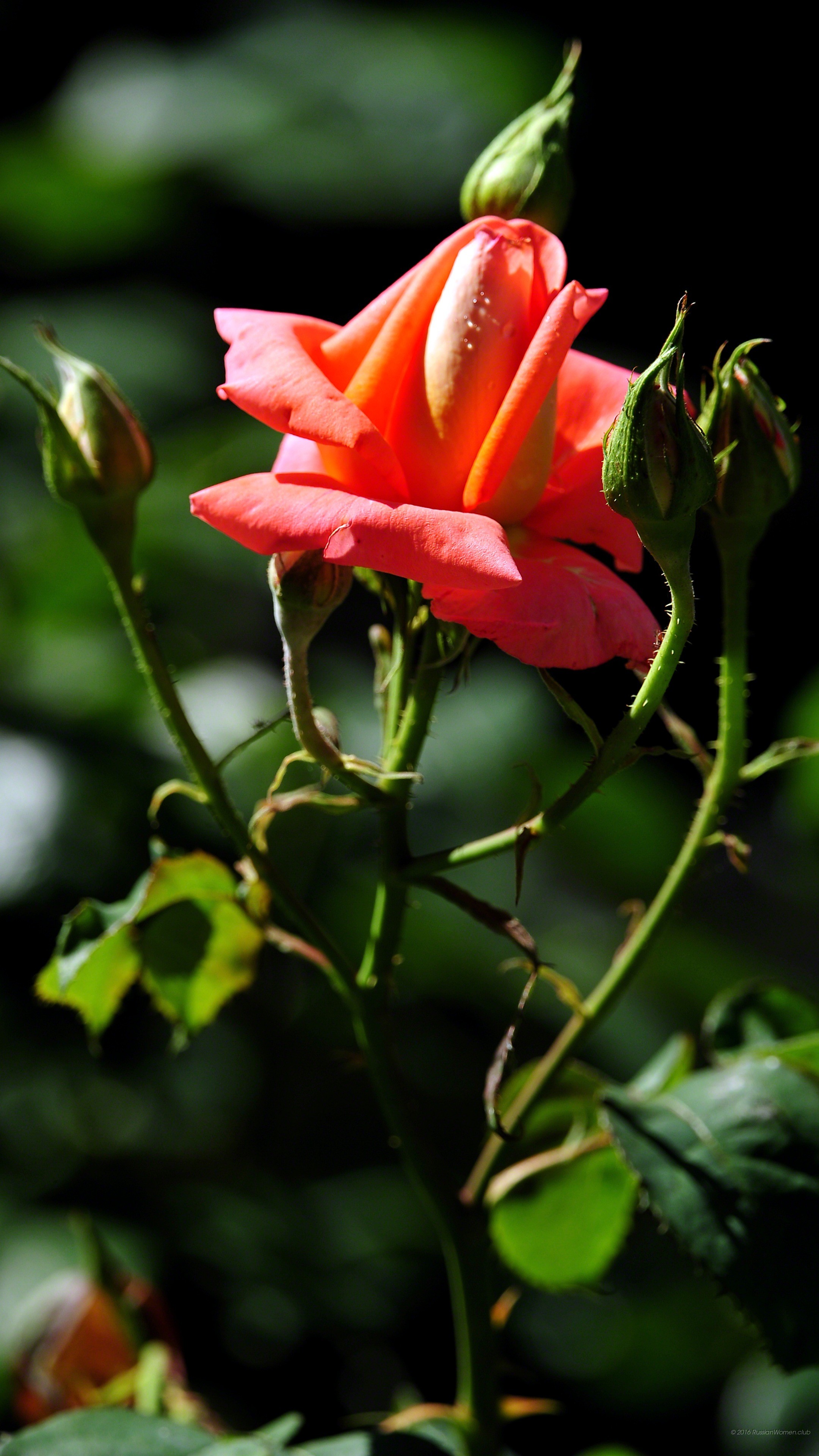 Rosa, Fiore, Boccioli, sfondo QHD+ per cellulare