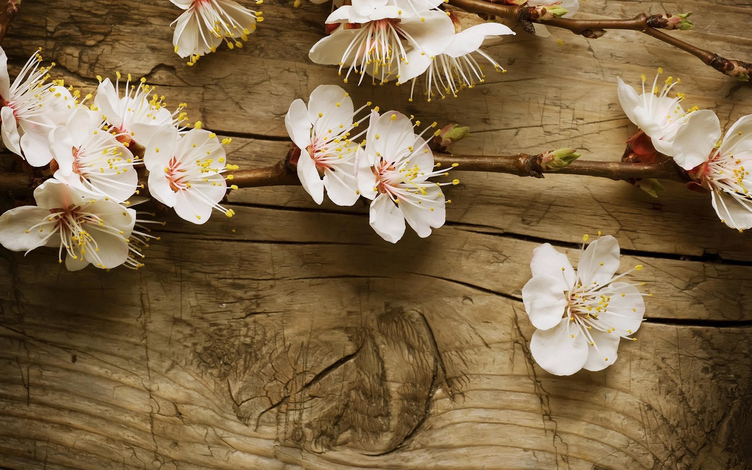 Fiori di albicocco, Legno, Fiori bianchi, 2K, wallpaper per portatile