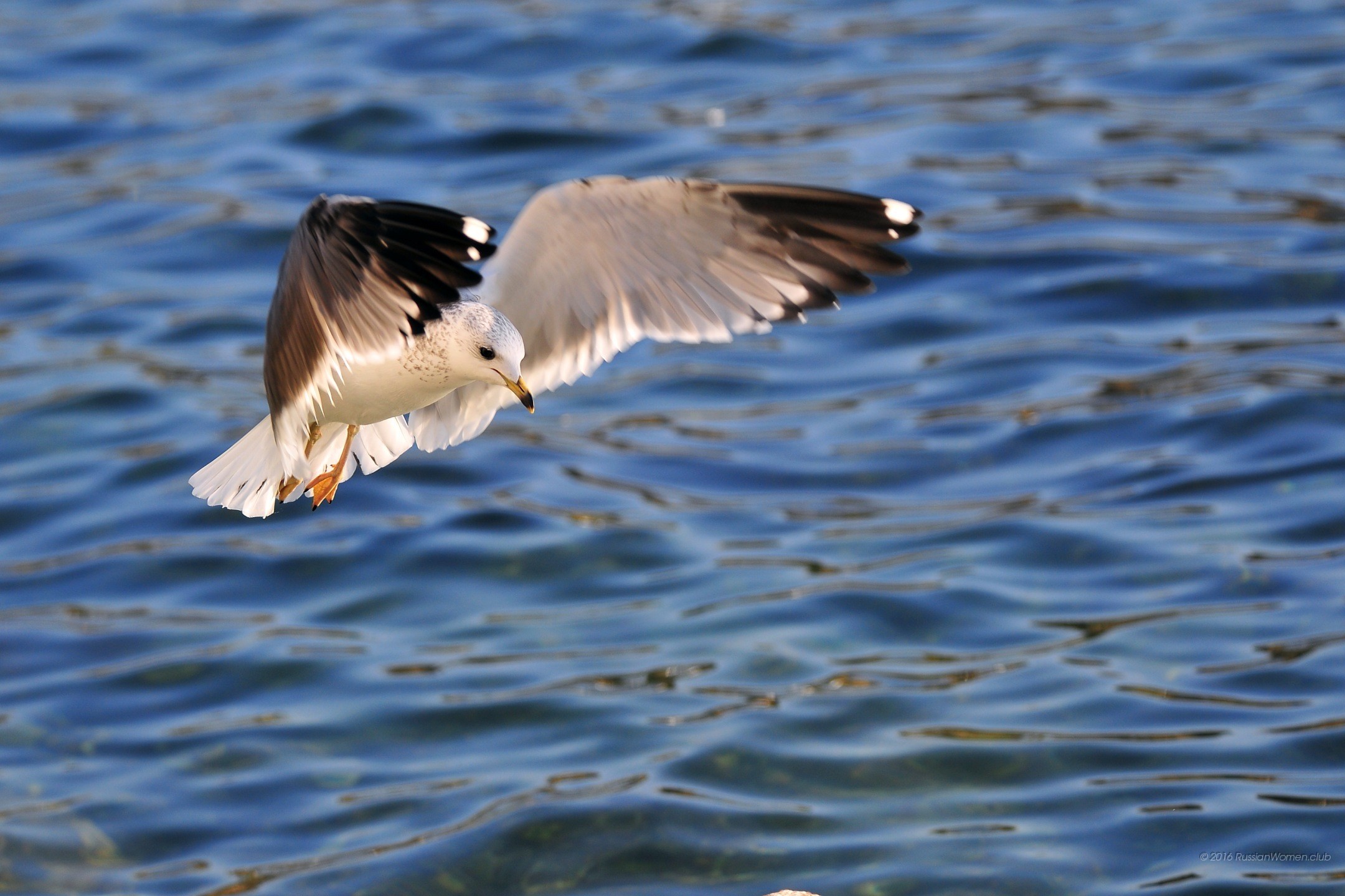 Gabbiano, Volo, Mare, Uccello, sfondo per tablet