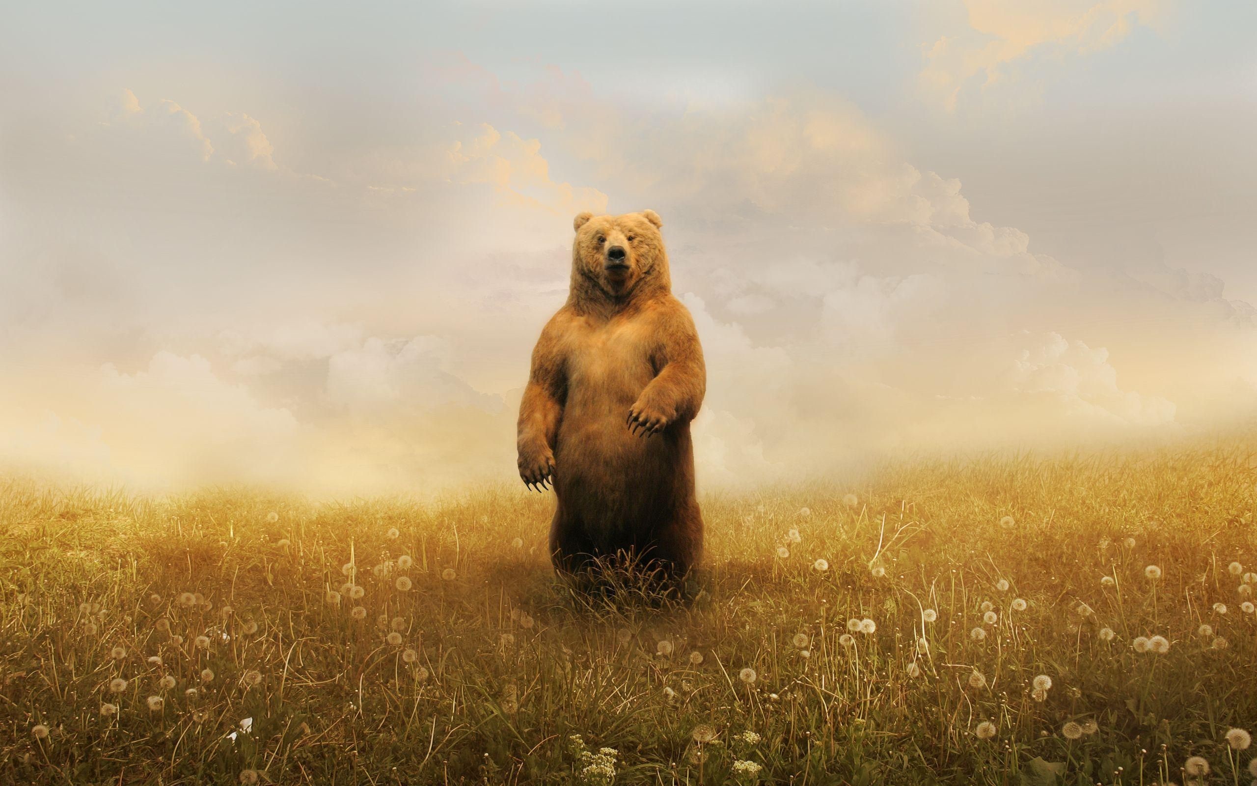 Orso bruno, In piedi, Prato, Arte digitale, 2K, sfondo per PC
