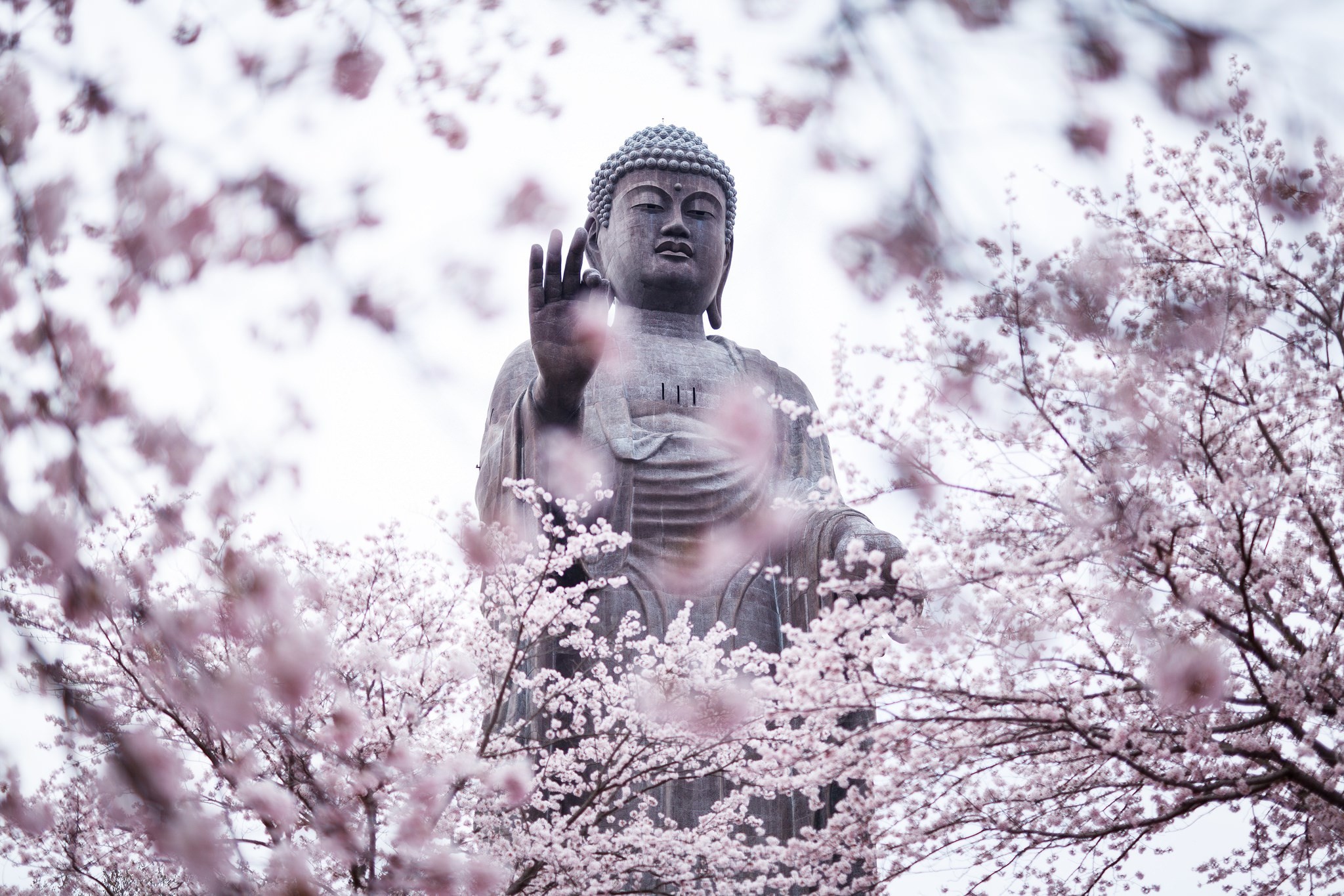 Tian Tan Buddha, Hong Kong, Ciliegi in fiore, Full HD, sfondo per PC