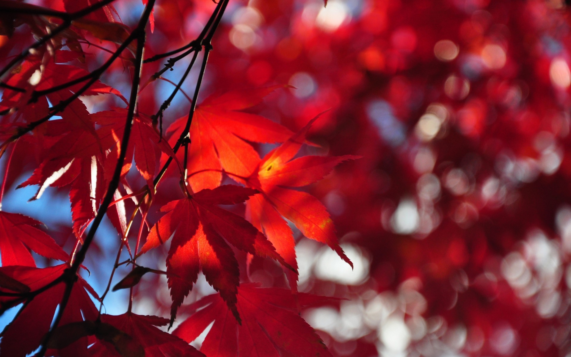 Foglie d'acero, Rosso, Bokeh, Primo piano, sfondo per il tuo desktop