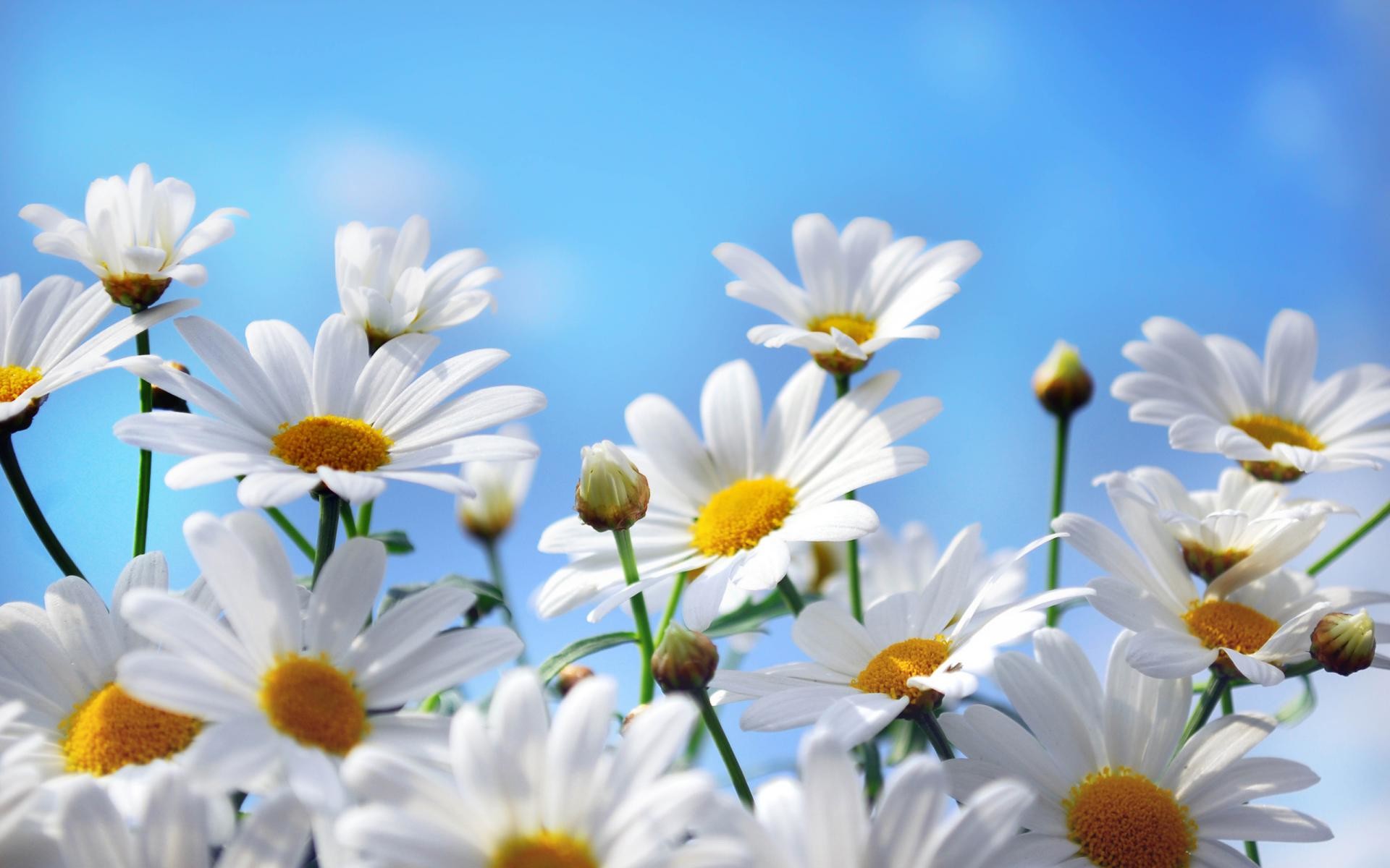 Margherite, Fiori, Cielo azzurro, Primavera, Full HD, sfondo per desktop