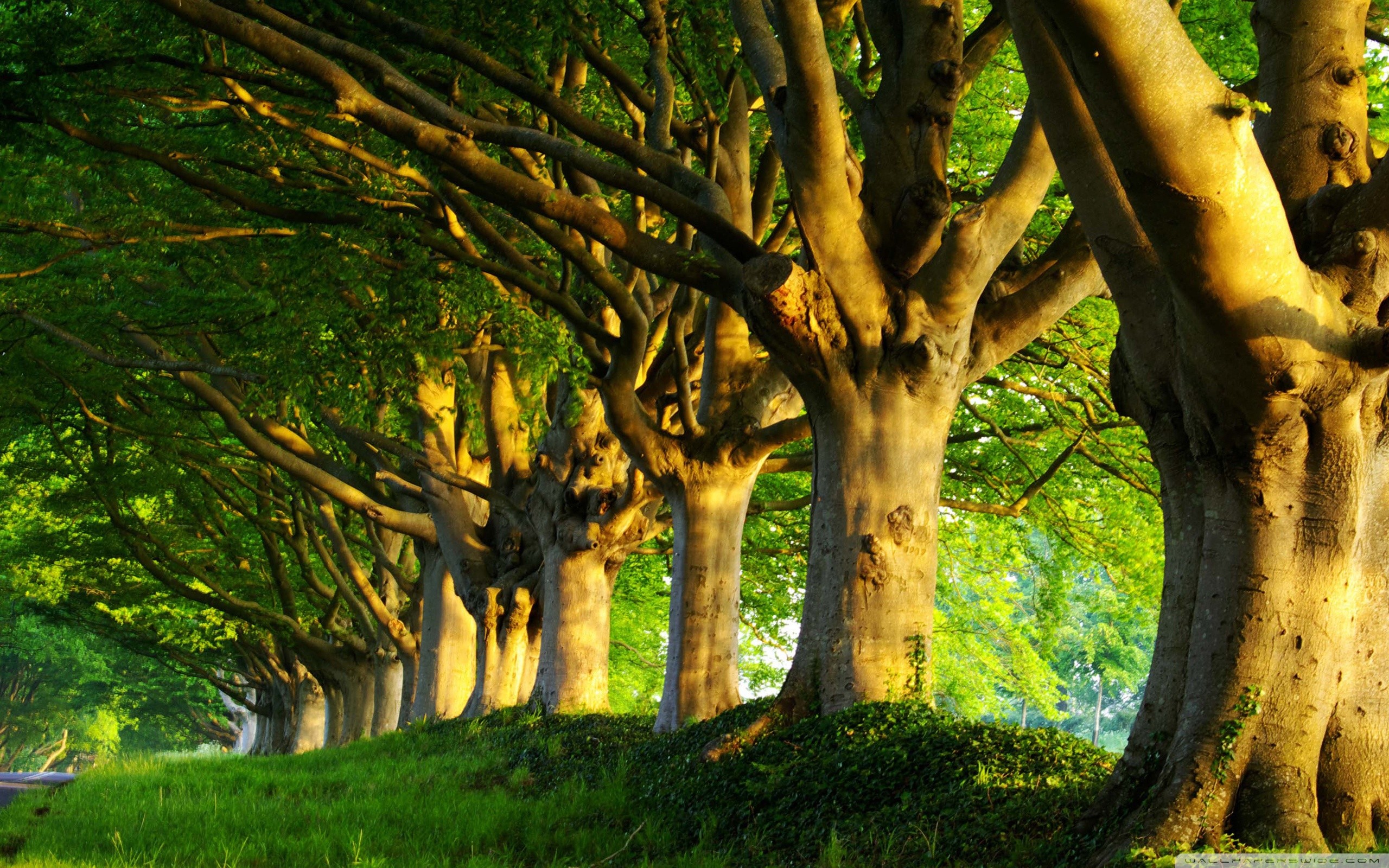 Viale alberato, Faggi, Tronchi, Estate, 2560x1600, immagine di sfondo