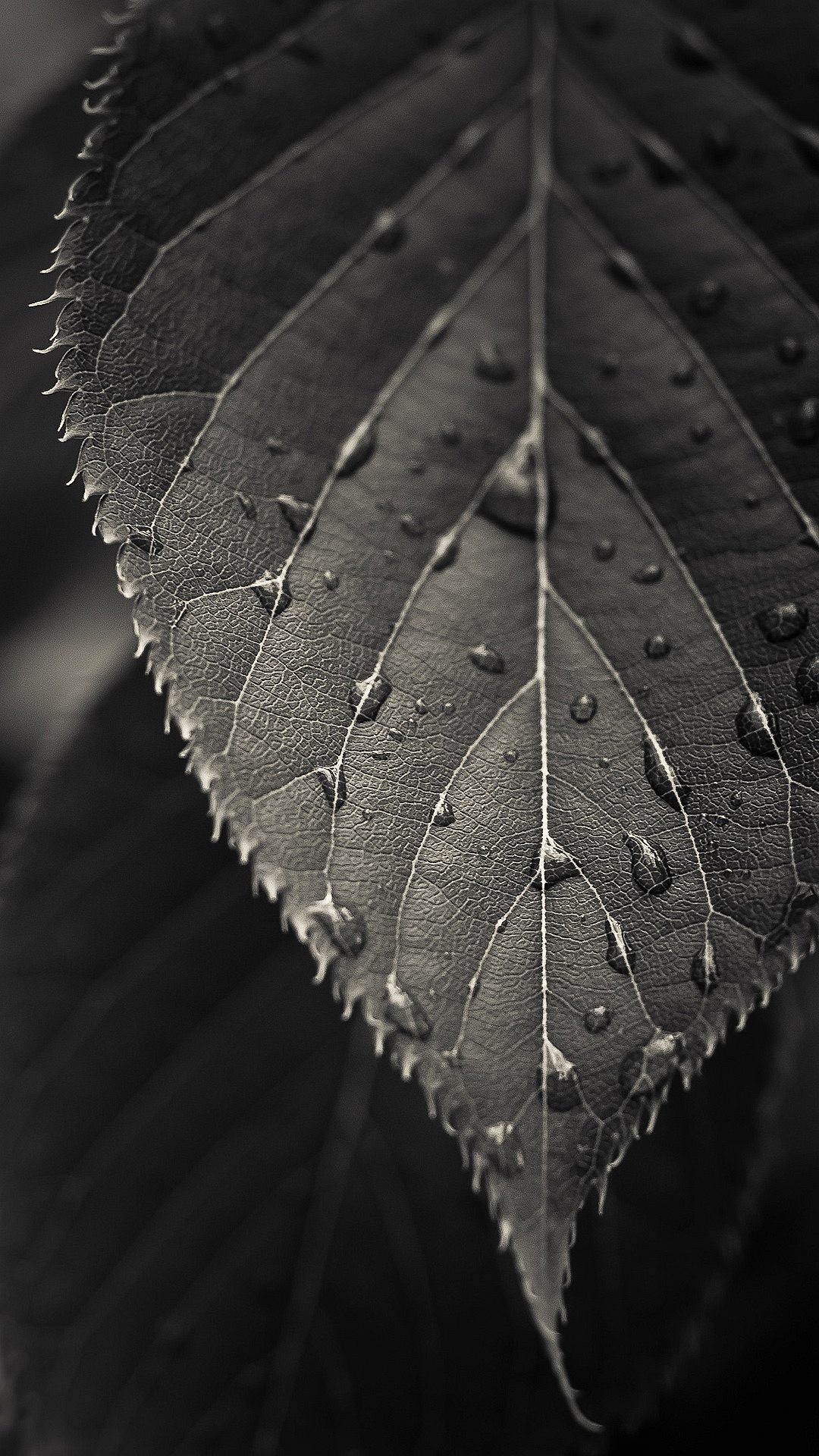 Foglia, Gocce, Bianco e nero, Macro, schermata Home Android