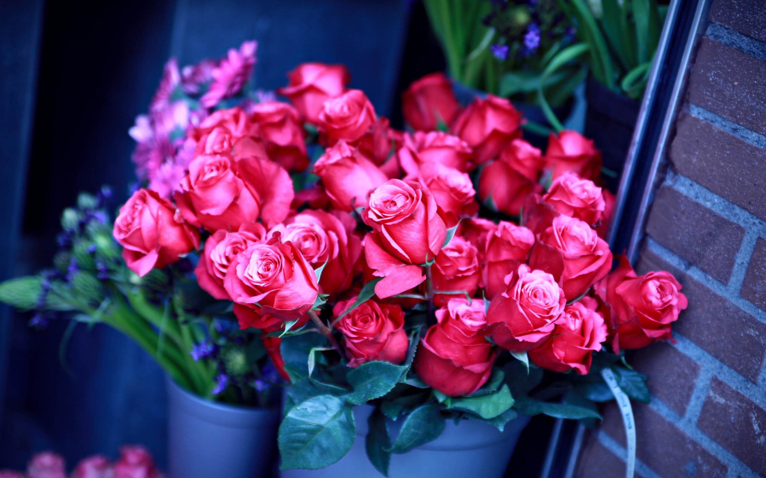 Rose rosa, Vasi, Fioraio, 2560x1600, sfondo MacBook Pro