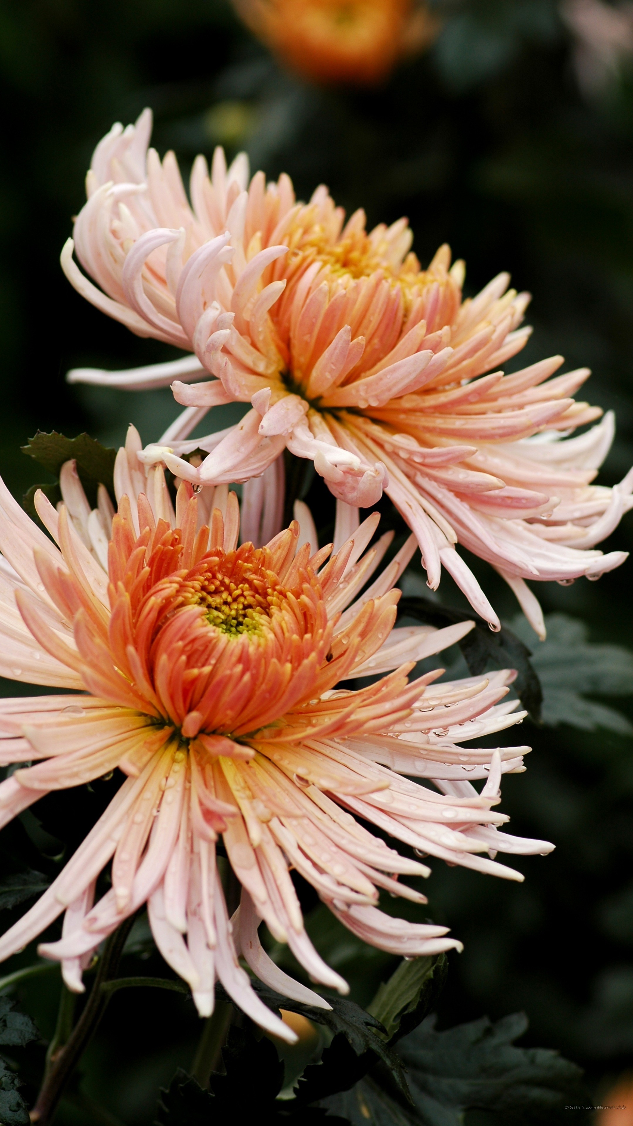 Crisantemi, Fiori pesca, Sfondo scuro, QHD+, wallpaper per cellulare
