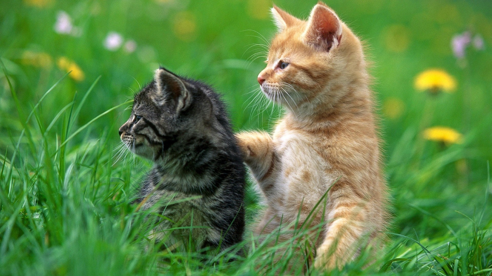Gattini, Gatto rosso, Prato, Fiori gialli, Erba verde, Full HD, sfondo per PC e portatile