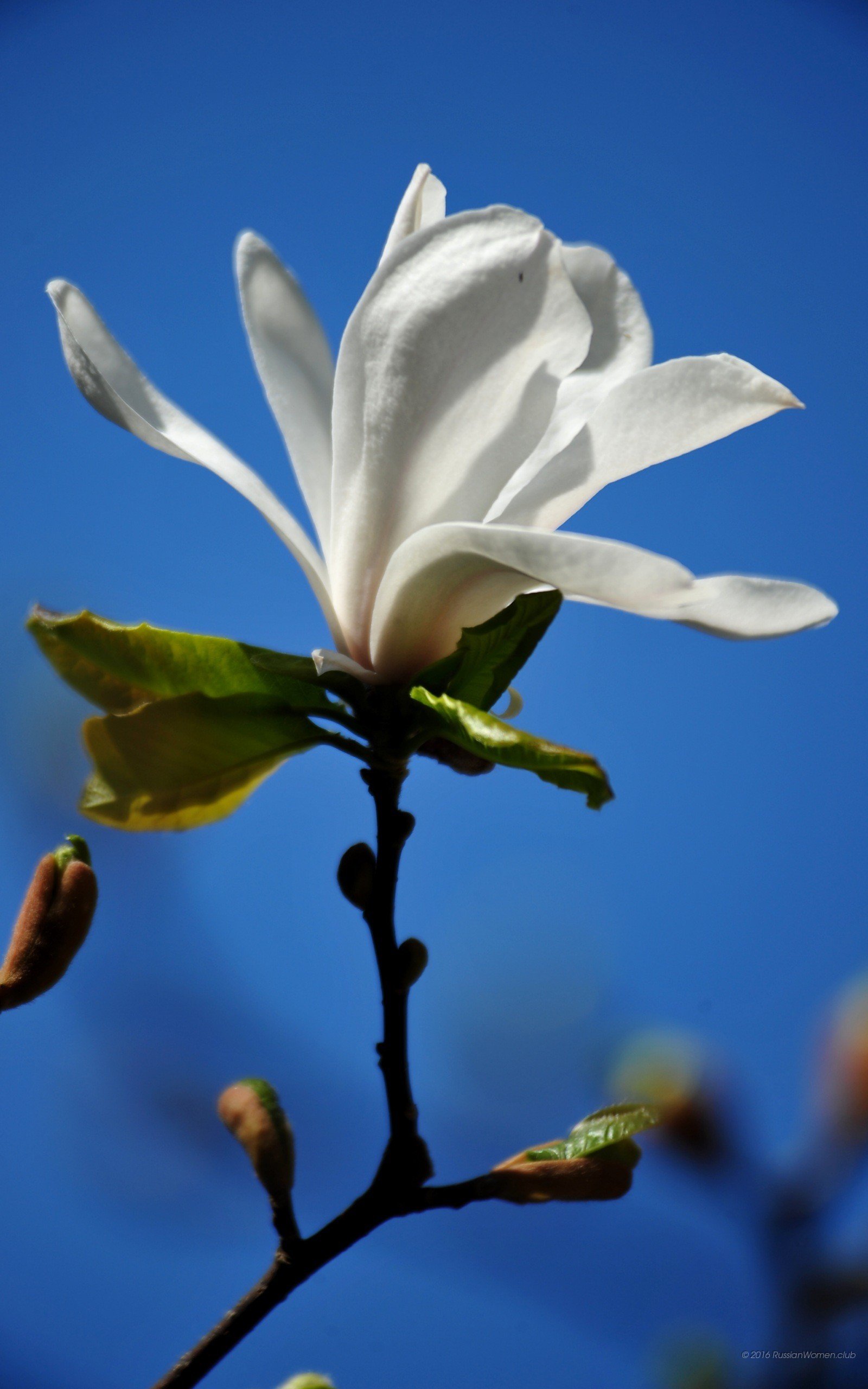 Magnolia, Fiore bianco, Cielo blu, QHD+, sfondo per iPhone e Android