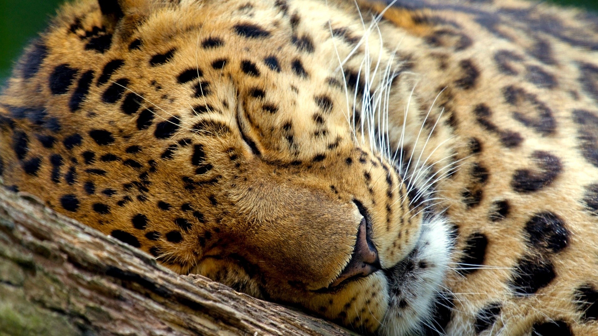 Leopardo, Primo piano, Felino, Full HD 1080p, sfondo desktop
