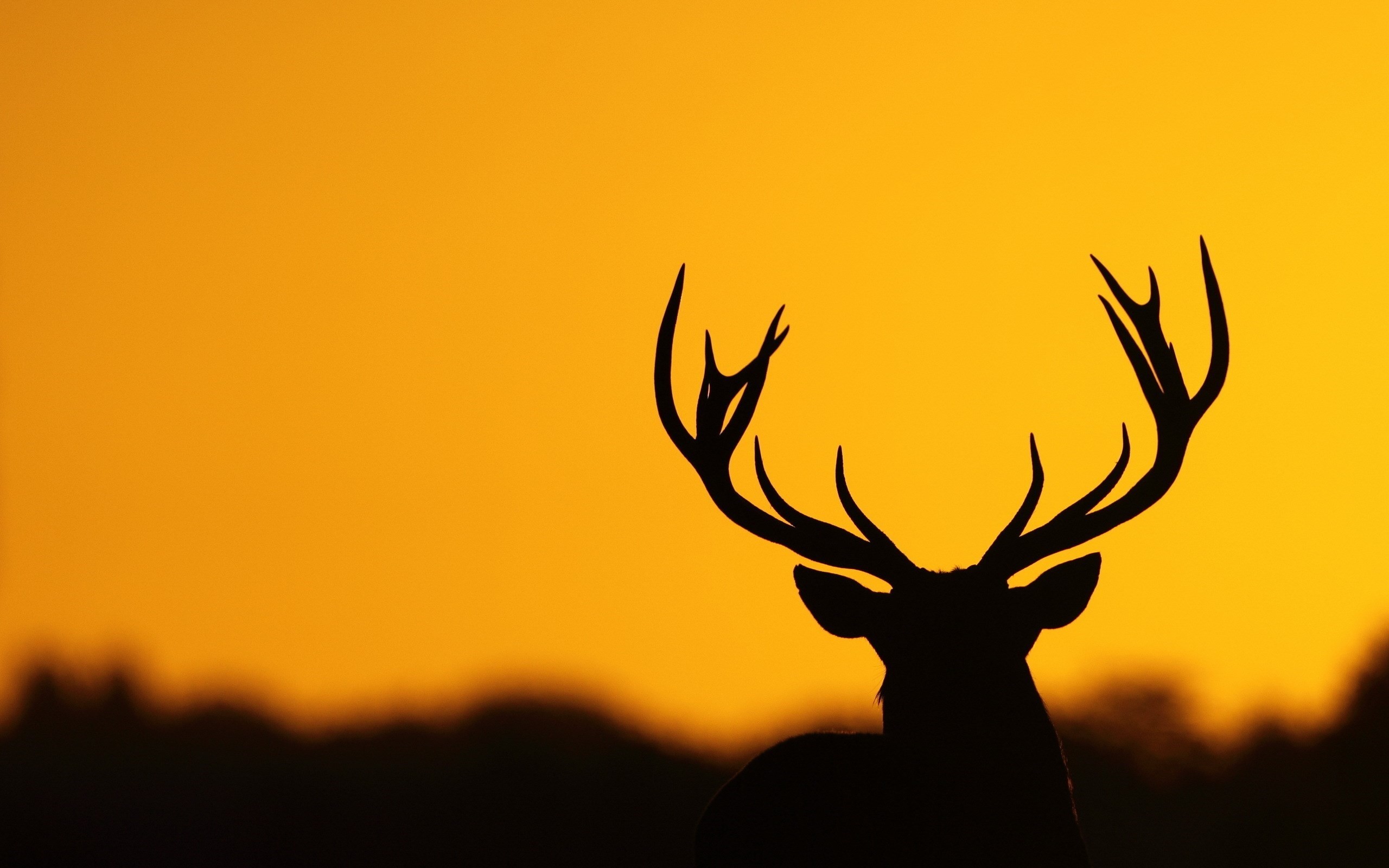 Cervo, Silhouette, Palchi, Cielo arancione, 2K, wallpaper per PC