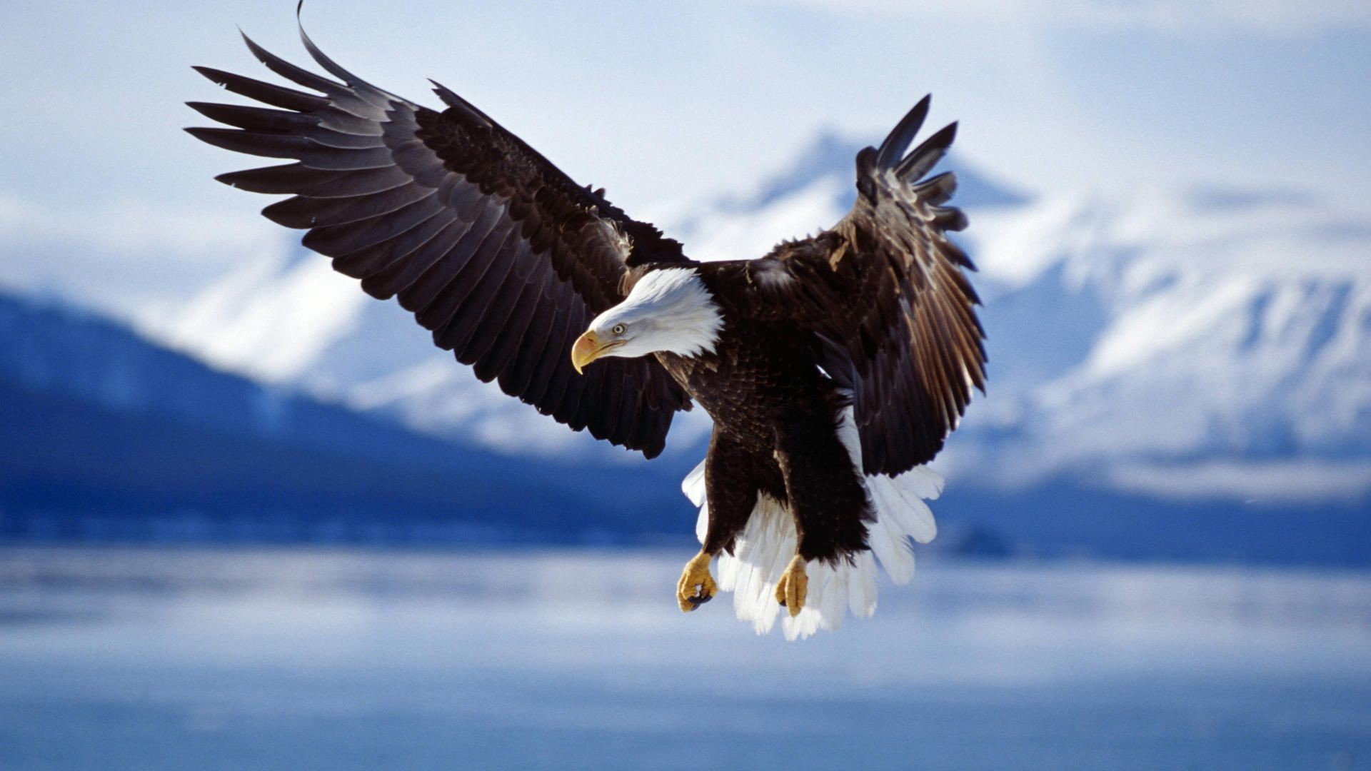 Aquila calva, Volo, Montagne innevate, Lago, Rapace, Full HD, sfondo Windows 11