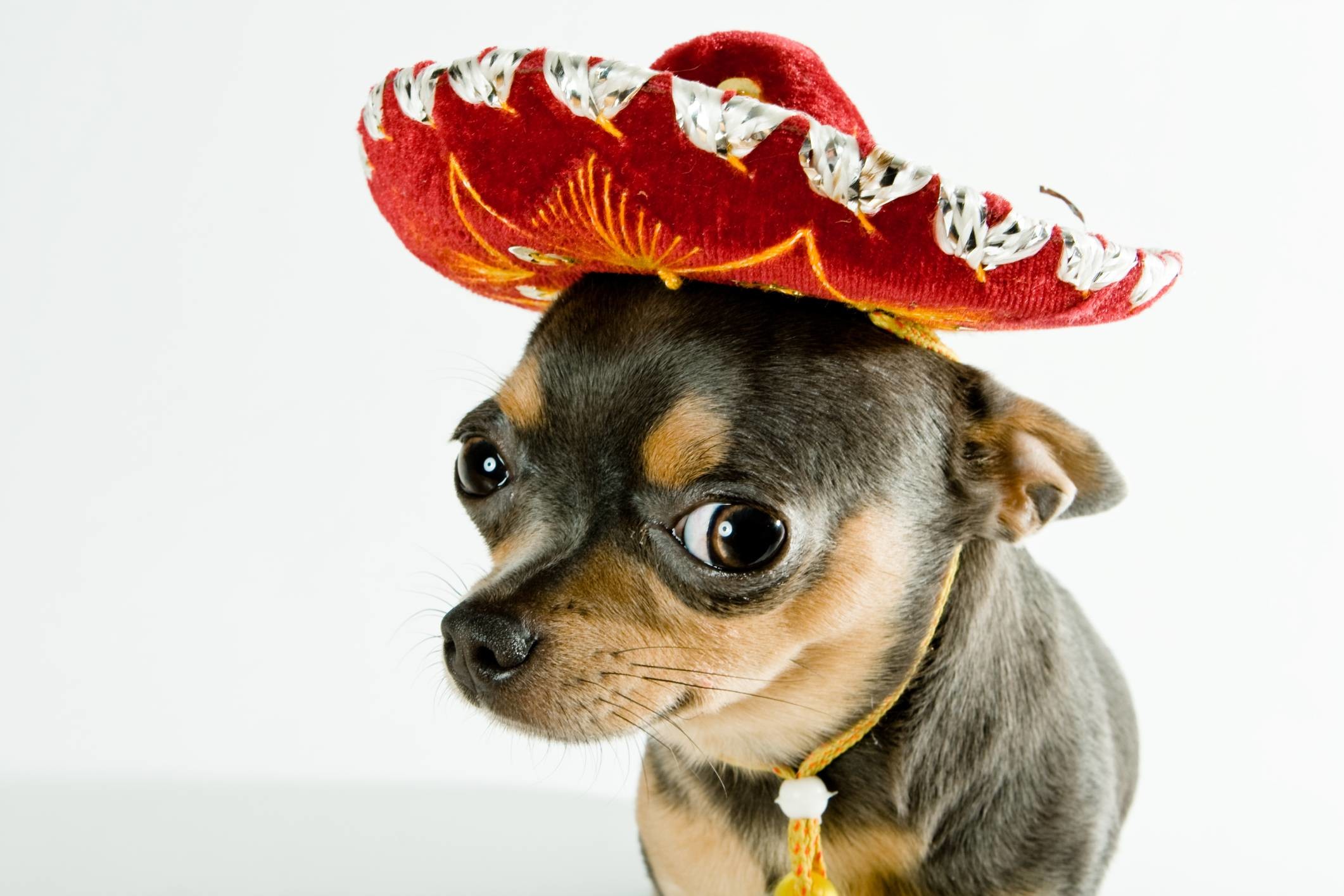 Chihuahua, Sombrero, Divertente, Full HD, sfondo desktop