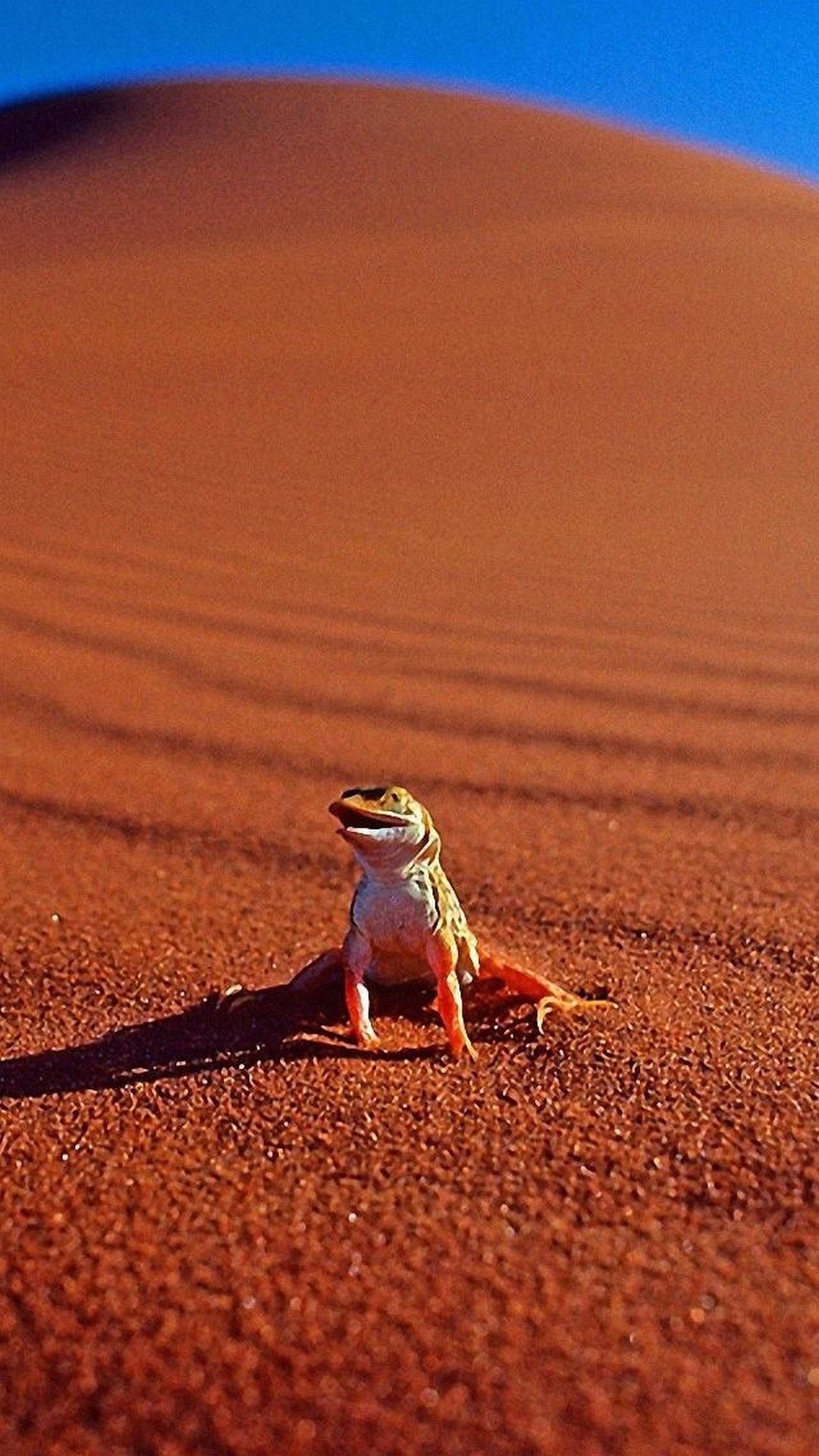 Geco, Deserto, Dune di sabbia, Cielo azzurro, schermata di blocco dello smartphone