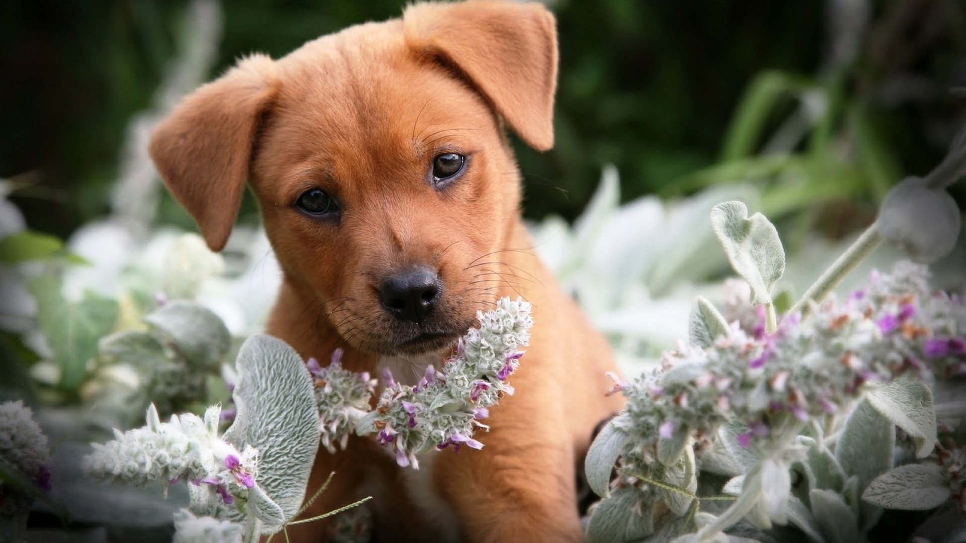 Cucciolo, Fiori, Ritratto, Full HD, sfondo Windows 11