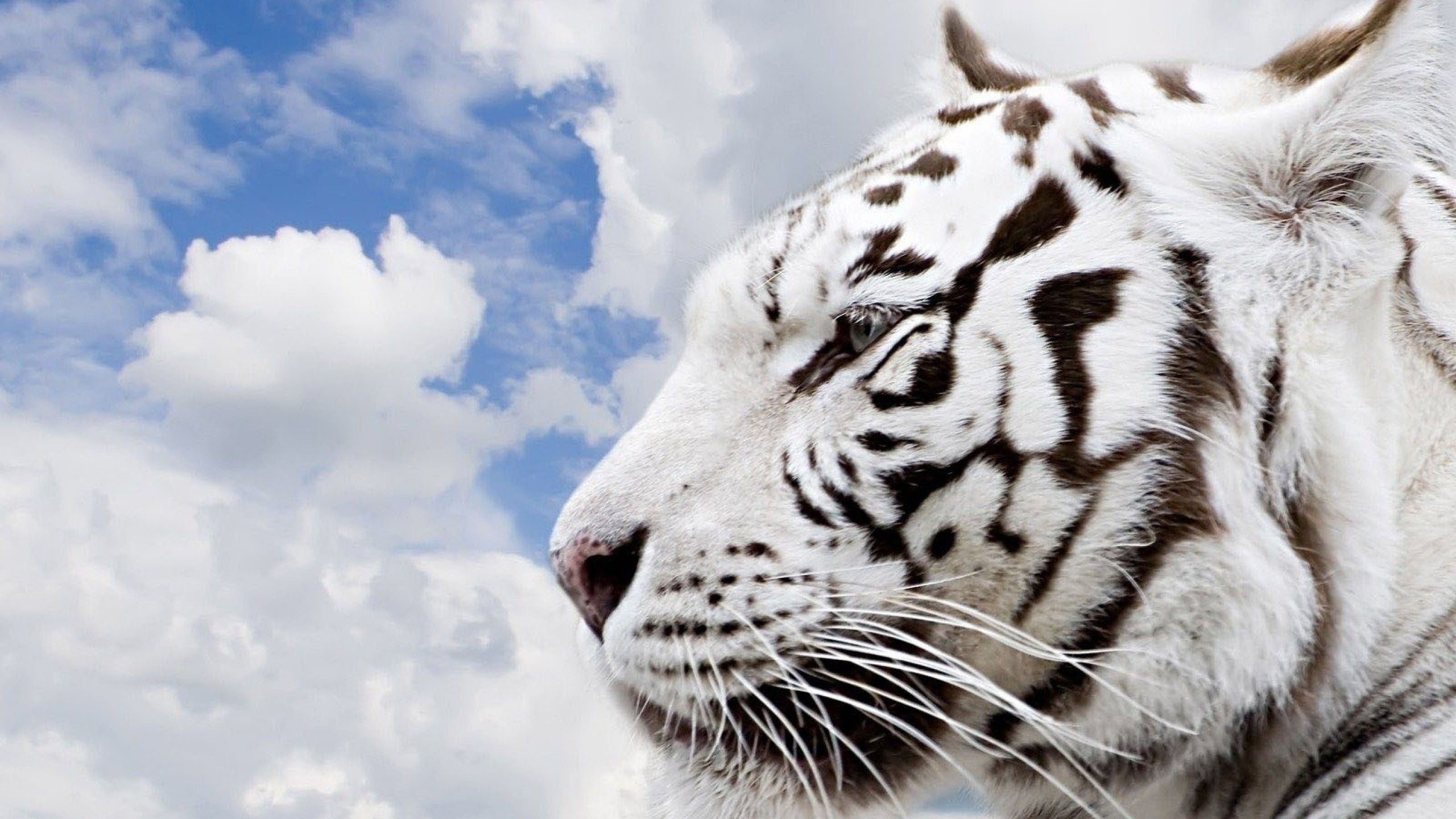 Tigre bianca, Nuvole, Cielo, Profilo, 2K, sfondo per PC e portatile