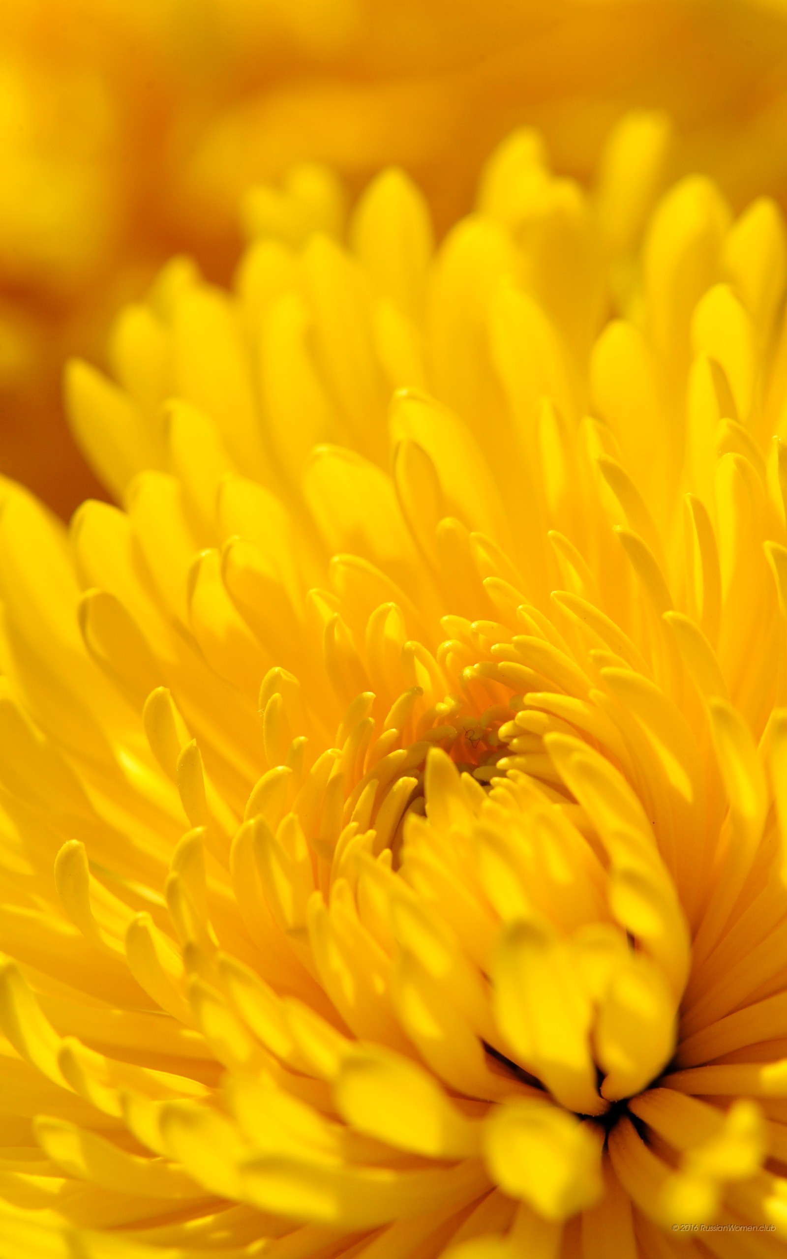 Crisantemo giallo, Fiore, Macro, sfondo per iPhone e Android