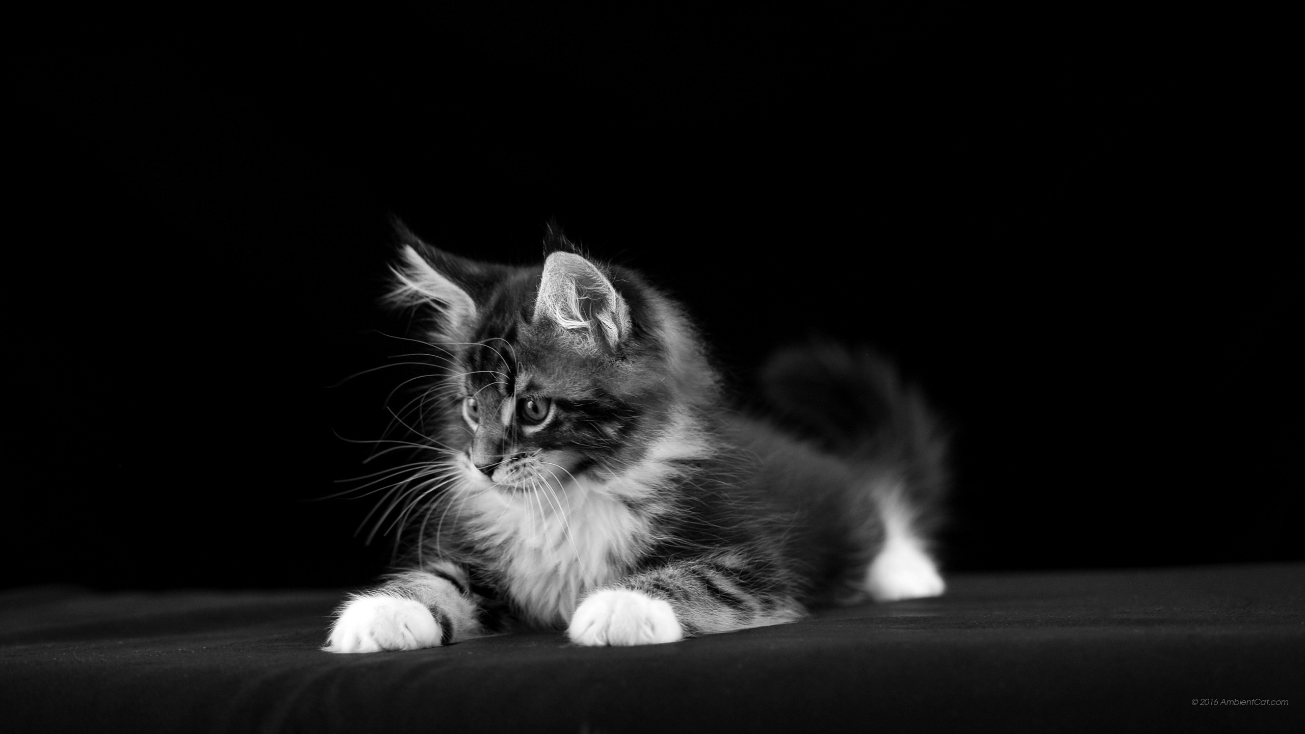 Gattino, Maine Coon, Bianco e nero, Sfondo nero, 2K, wallpaper per portatile