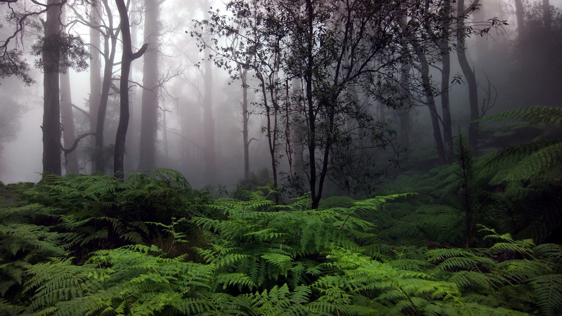 Felci, Nebbia, Bosco, Alberi, Full HD, sfondo per PC