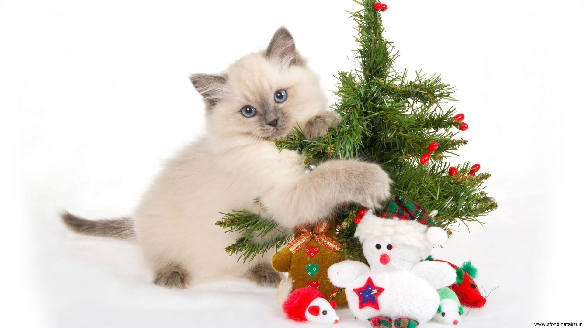 Gattino, Albero di Natale, Pupazzo di neve, Sfondo bianco, wallpaper per desktop