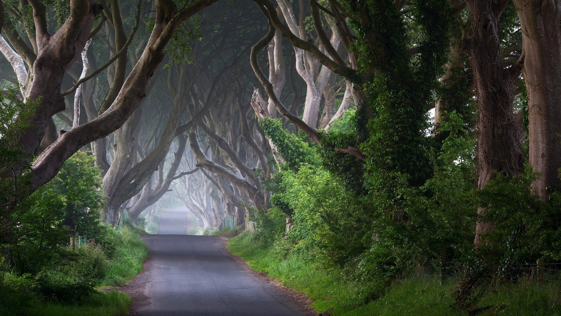 Dark Hedges, Irlanda del Nord, Viale alberato, Faggi, Full HD, sfondo per PC e portatile