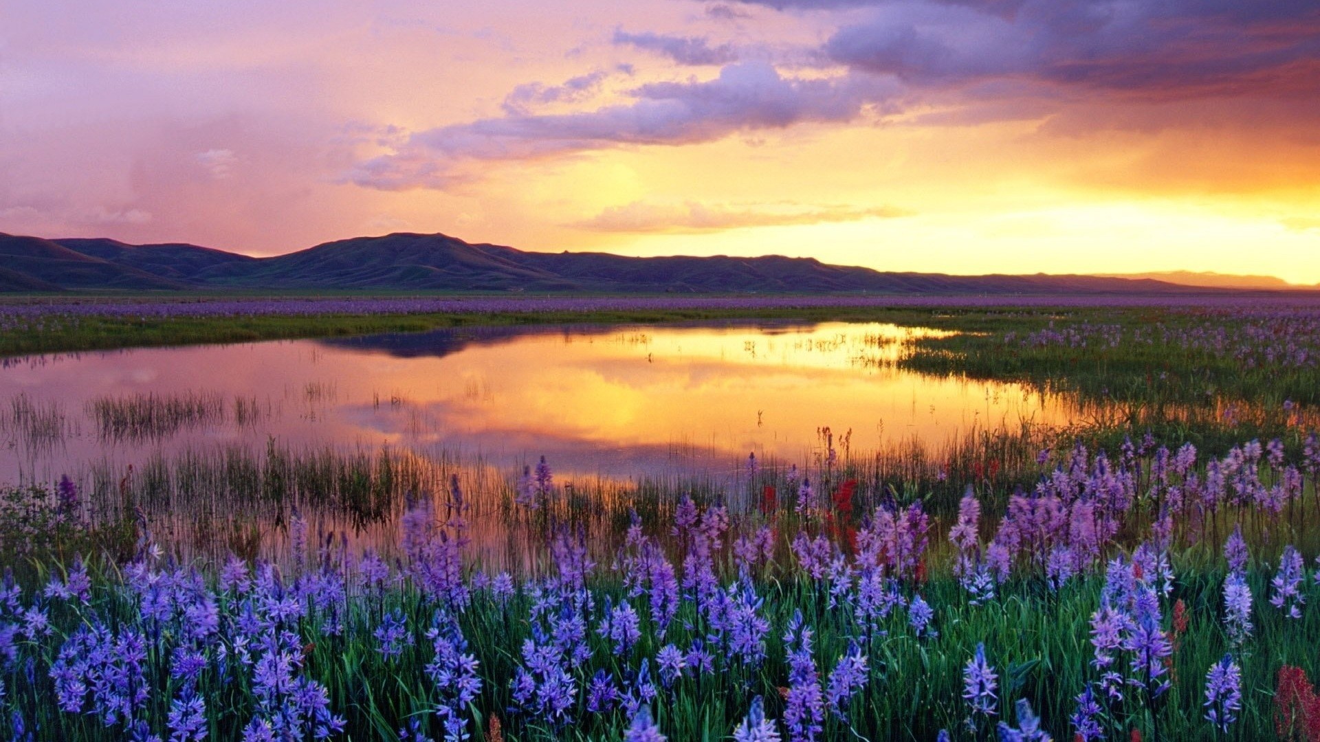 Fiori selvatici, Lago, Tramonto, Prateria, Full HD, sfondo per PC e portatile