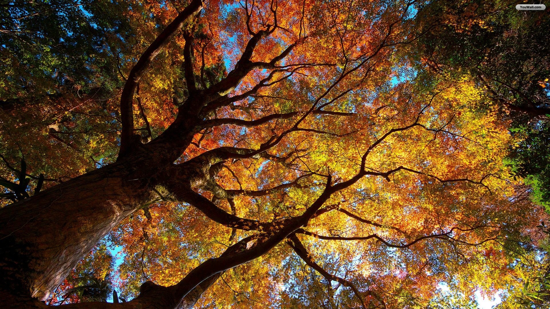 Albero, Vista dal basso, Autunno, Rami, 1920x1080, sfondo per PC