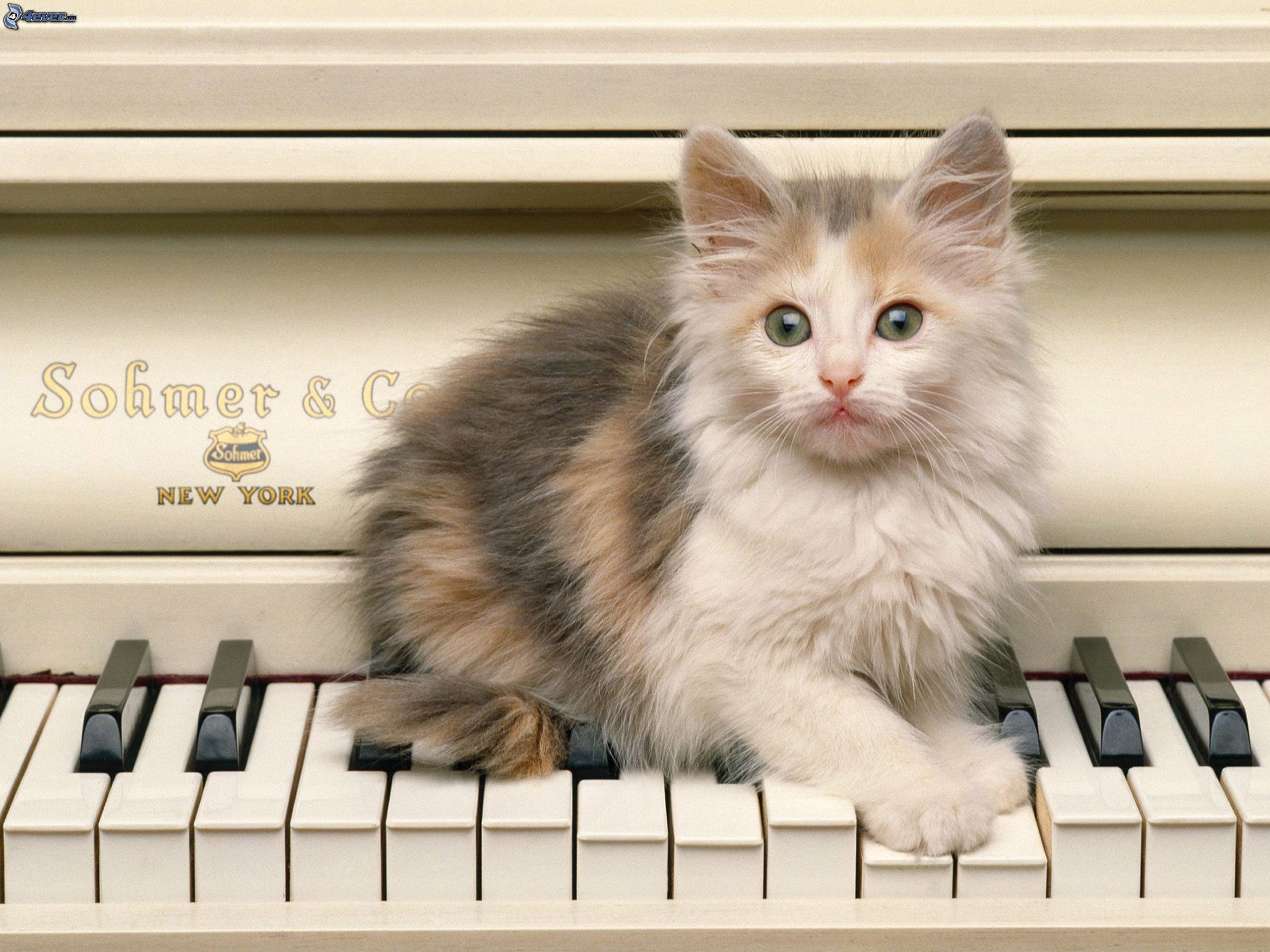Gattino, Pianoforte, Tasti, 2K, sfondo per iPad e tablet