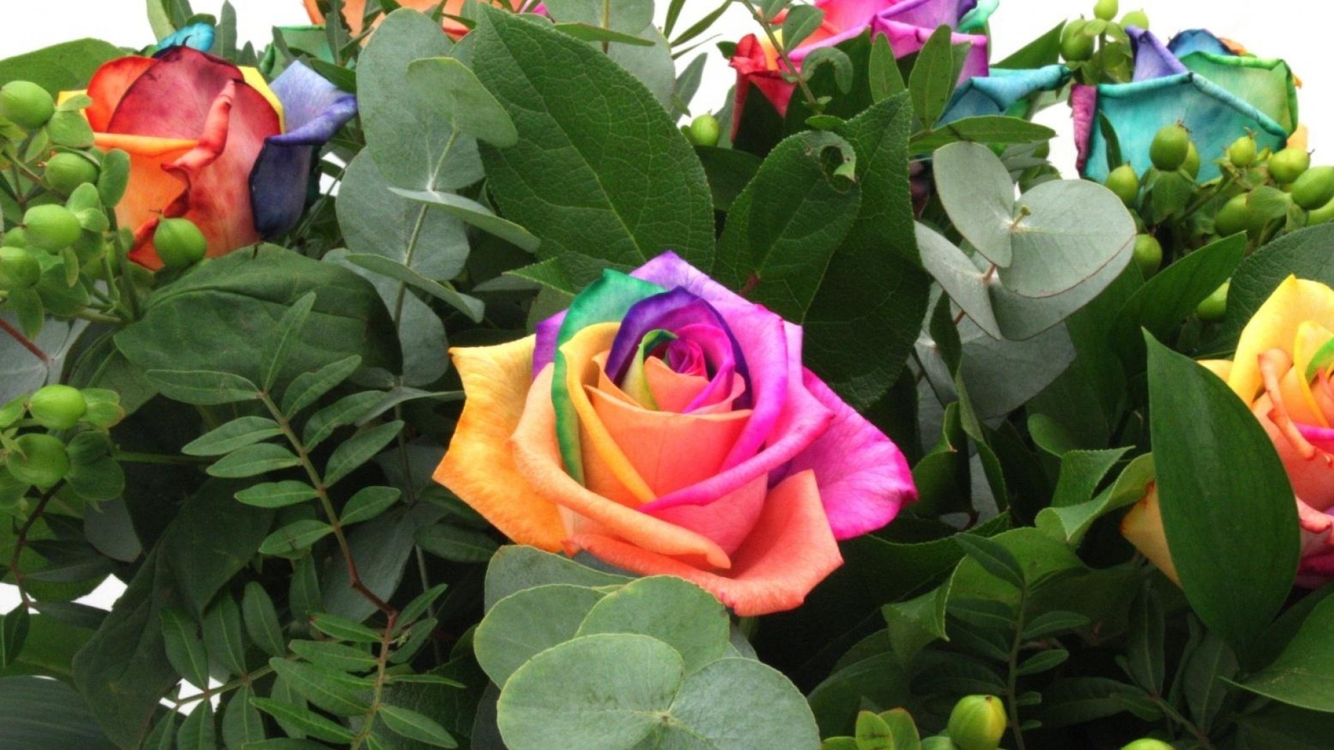 Rosa arcobaleno, Rose colorate, Foglie verdi, Mazzo, Full HD, sfondo desktop