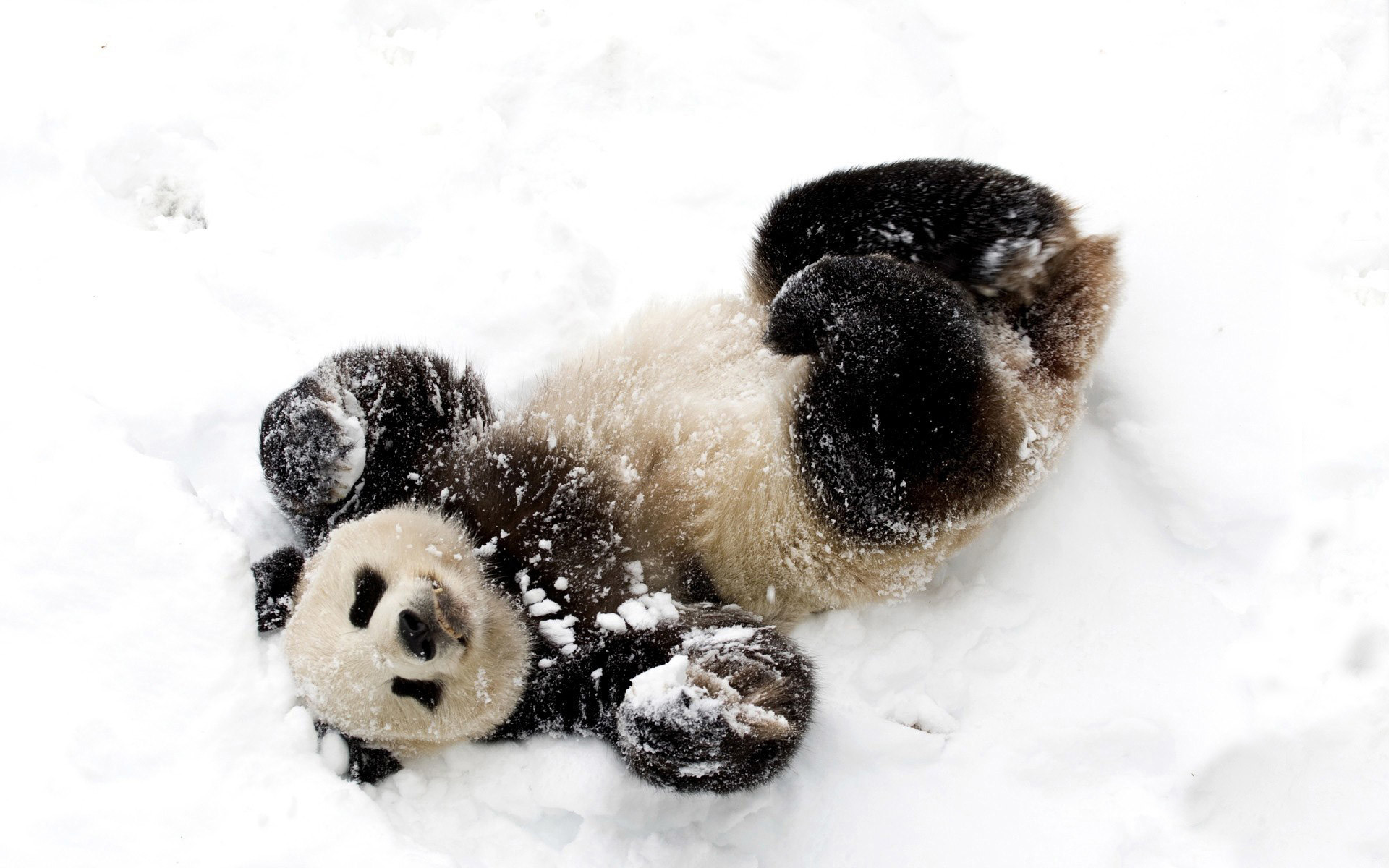 Panda, Neve, Gioco, Bianco, 1920x1200, sfondo MacBook Pro