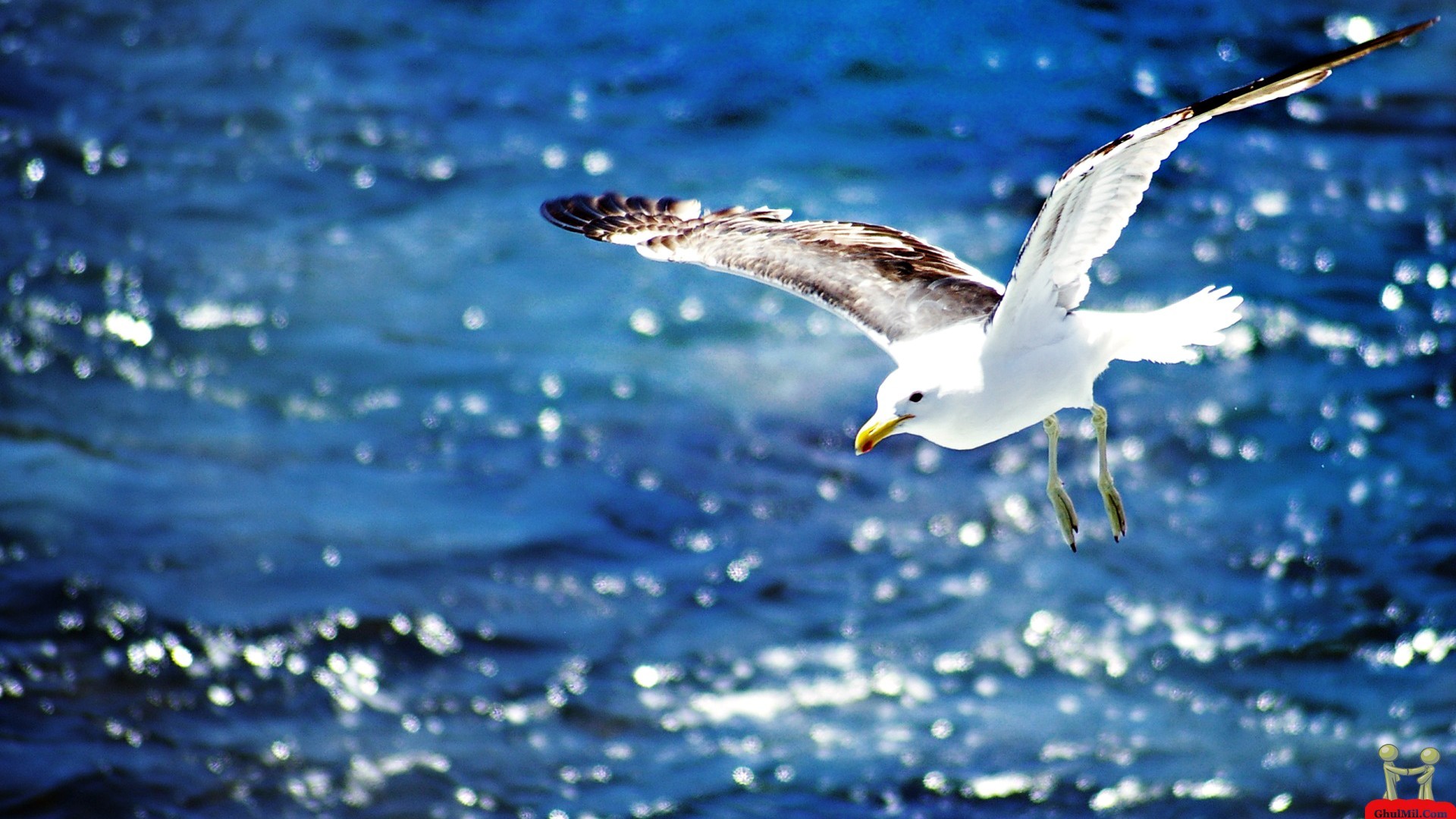 Gabbiano, Mare, Volo, Blu, 1920x1080, sfondo per PC