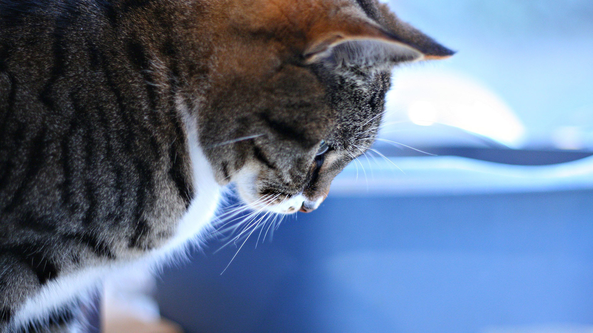 Gatto tigrato, Profilo, Blu, Primo piano, Full HD, sfondo per portatile