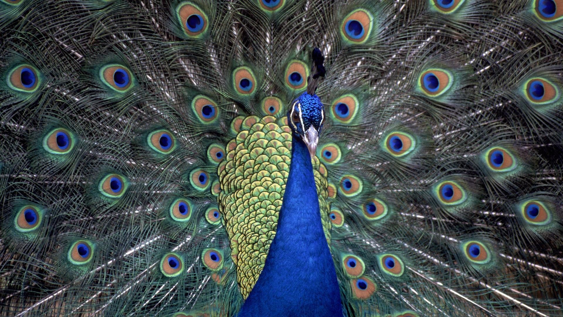 Pavone, Piume, Coda a ventaglio, Blu, Full HD, sfondo per desktop