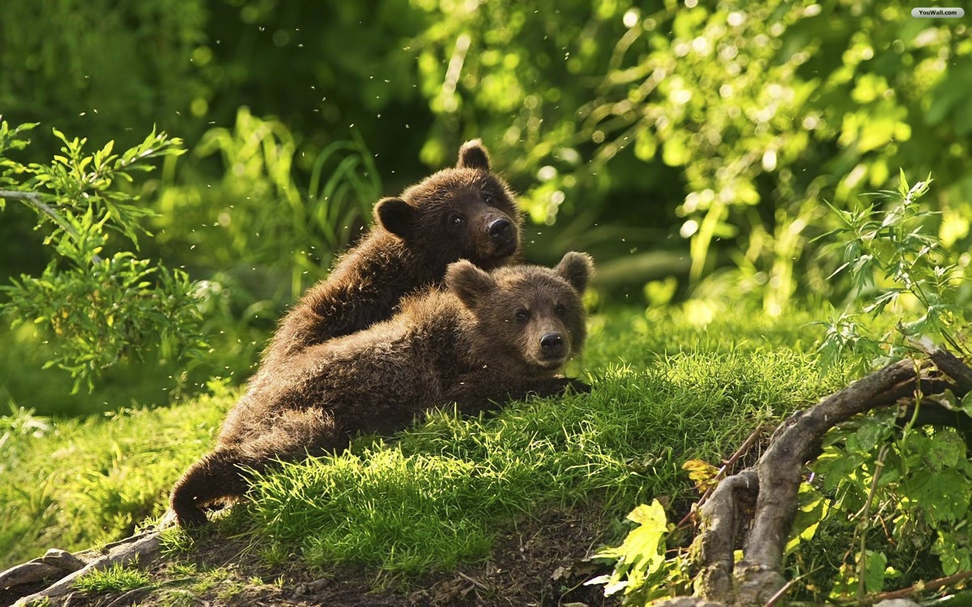 Cuccioli d'orso, Orso bruno, Prato, Sottobosco, Full HD, sfondo per portatile