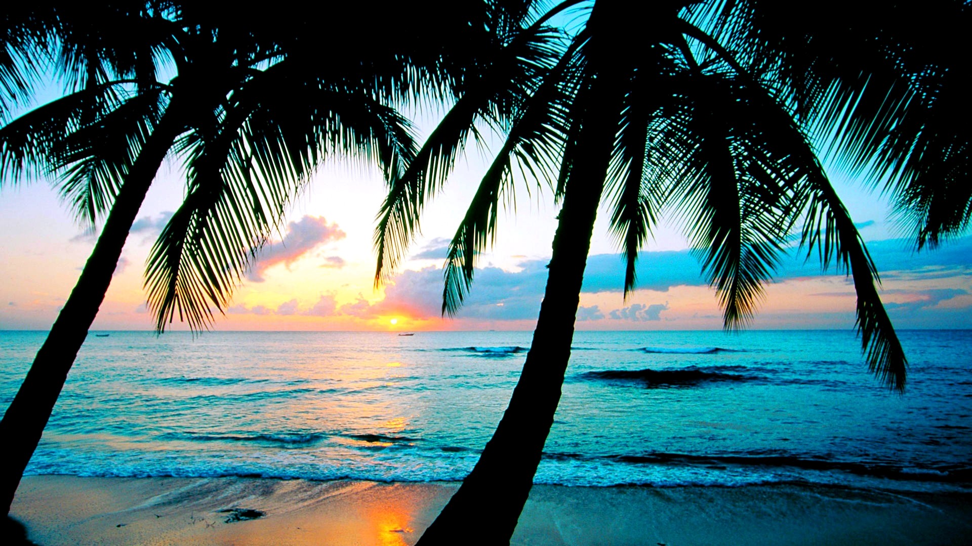 Palme, Silhouette, Tramonto, Mare, Full HD, sfondo per portatile