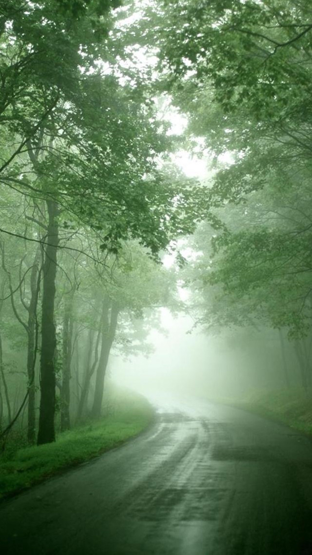 Foresta nebbiosa, Strada, Alberi, Verde, Full HD, sfondo verticale per cellulare