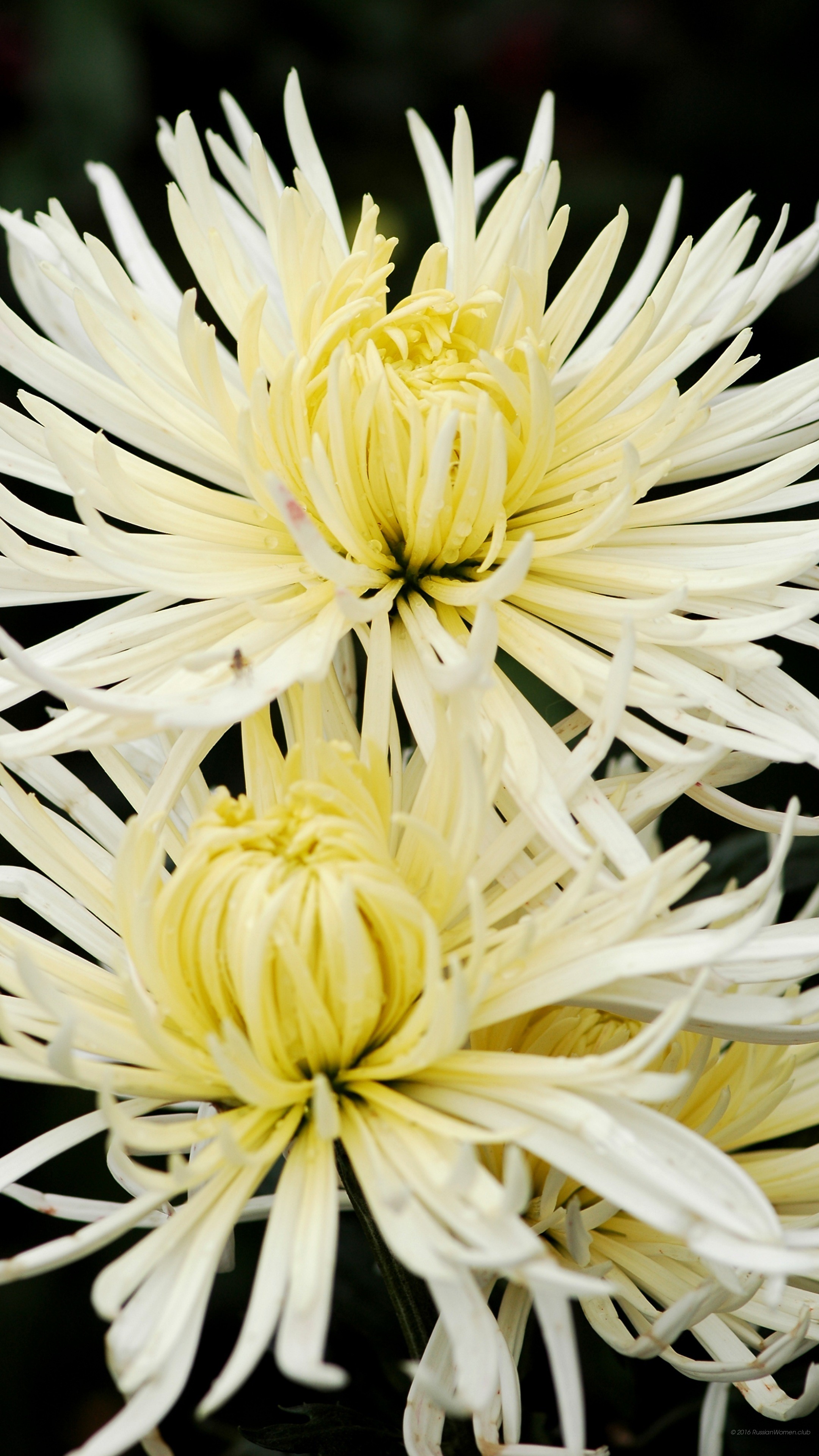 Crisantemi, Fiori bianchi, Macro, QHD+, sfondo per smartphone