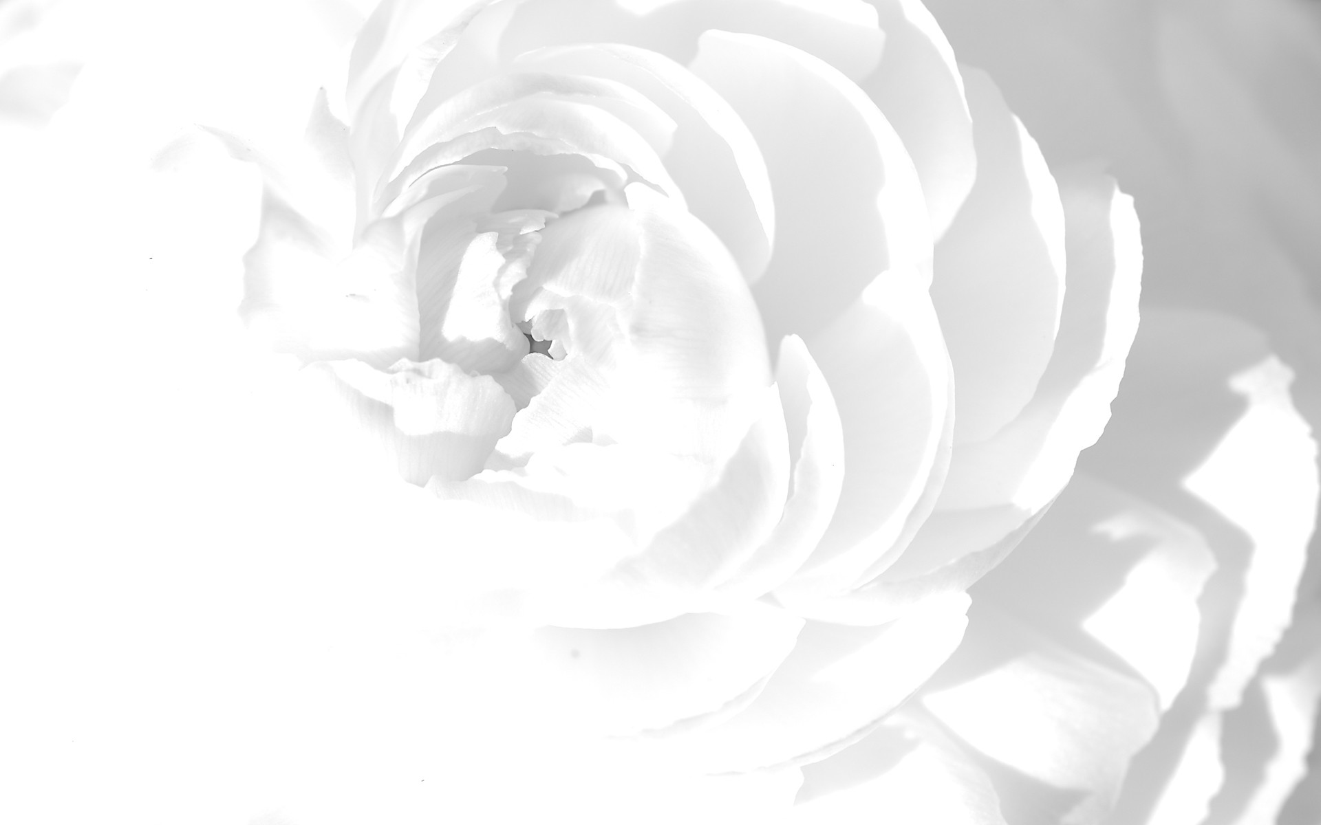 Rosa bianca, Petali, Macro, Monocromatico, 1920x1200, sfondo MacBook Pro