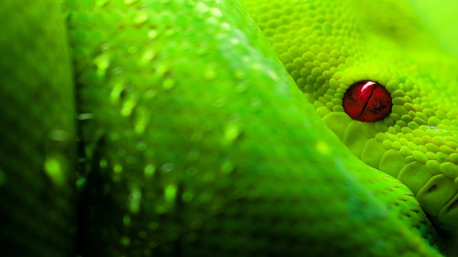 Pitone verde arboricolo, Occhio rosso, Verde, Macro, Full HD, wallpaper per computer